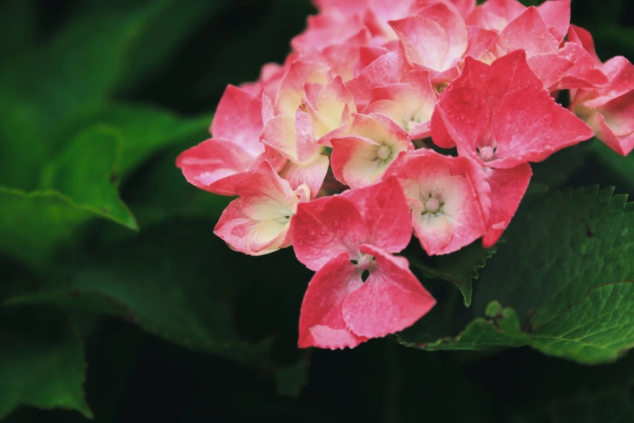 I just read online that the Lake Lure Flowering Bridge is scheduled for demolition from damage due to Helene. Doug took me there in May 2024 and it was a beautiful, magical fairyland. I am so grateful to have experienced it, and that I brought my cam