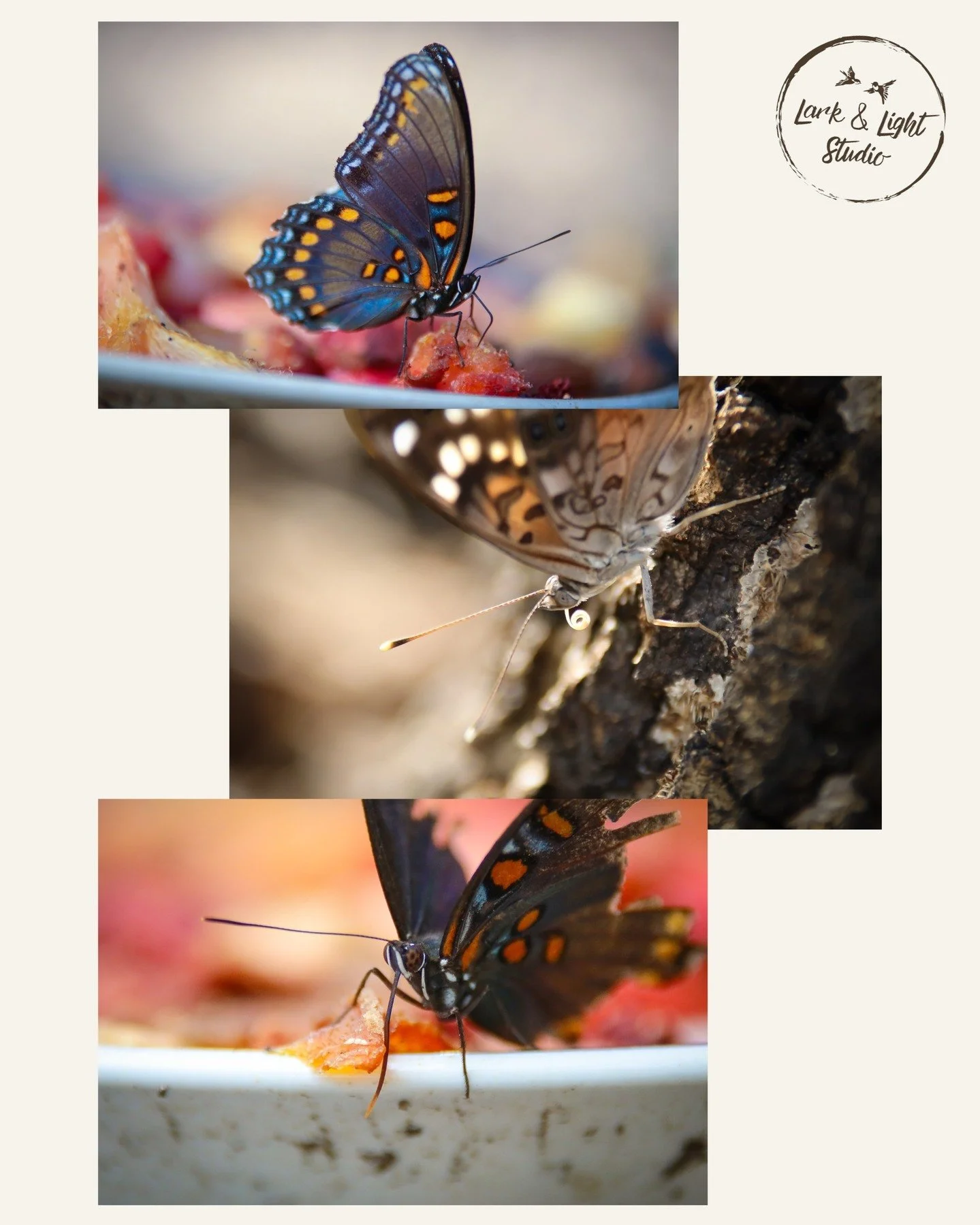 Happy Friday, loves! The weather couldn't be more perfect right now, and the hummers and butterflies are making the most of it ❤️

Get outside - inhale and exhale - take a look at all the tiny creatures that share our world ❤️

Happy weekend, my frie