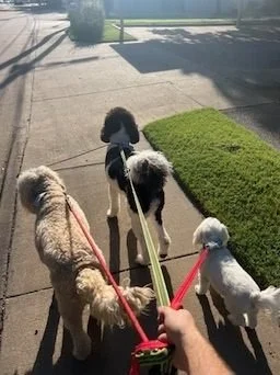 Person holding three leashed dogs, including one black and white dog and two smaller white and beige dogs, on a sidewalk near a grassy area.