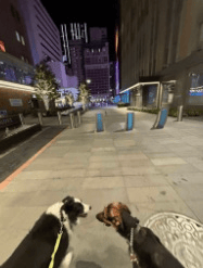 Two dogs on leashes walk on a city sidewalk at night, with buildings and trees illuminated in the background.