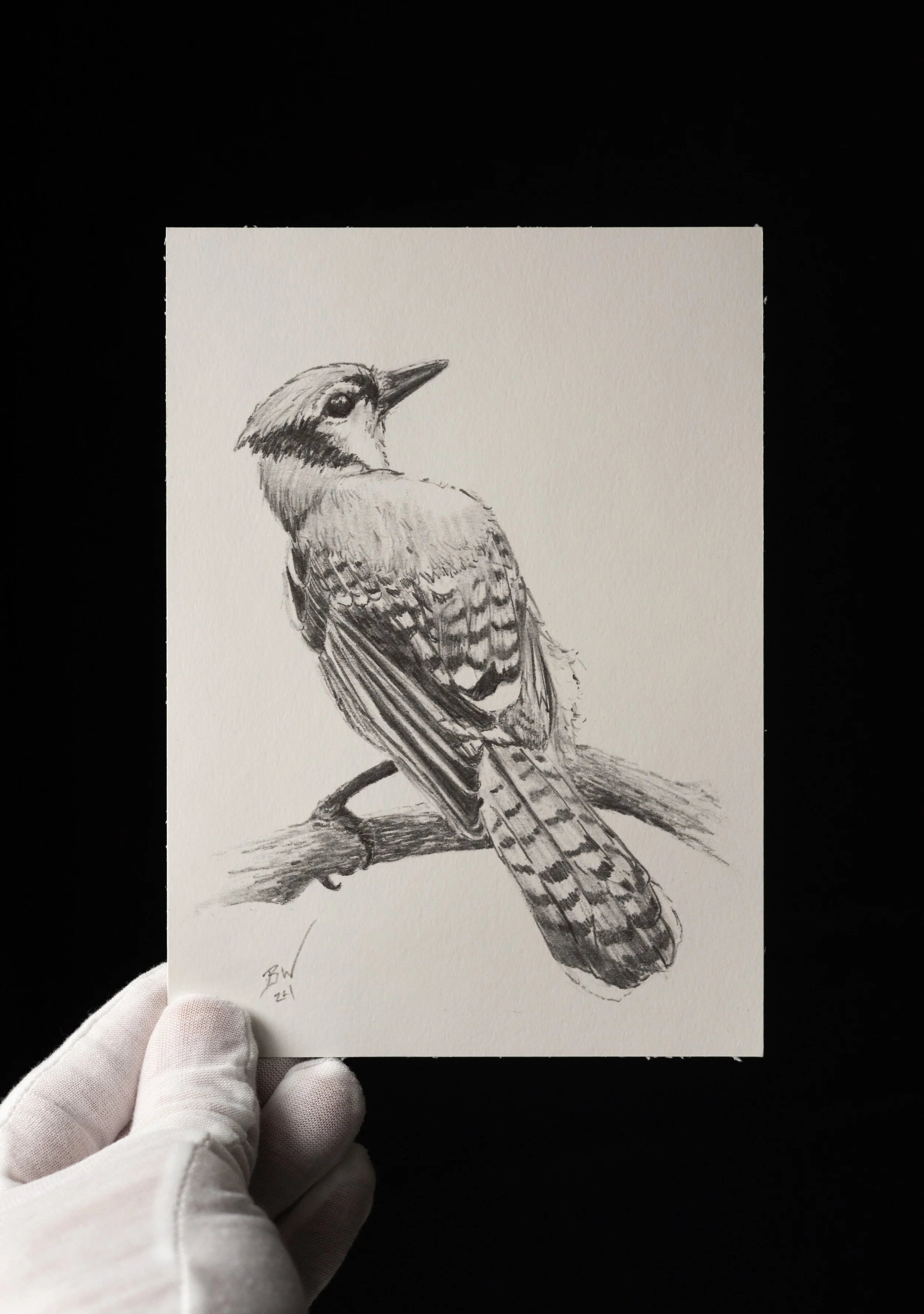 Print of Blue Jay Sketch