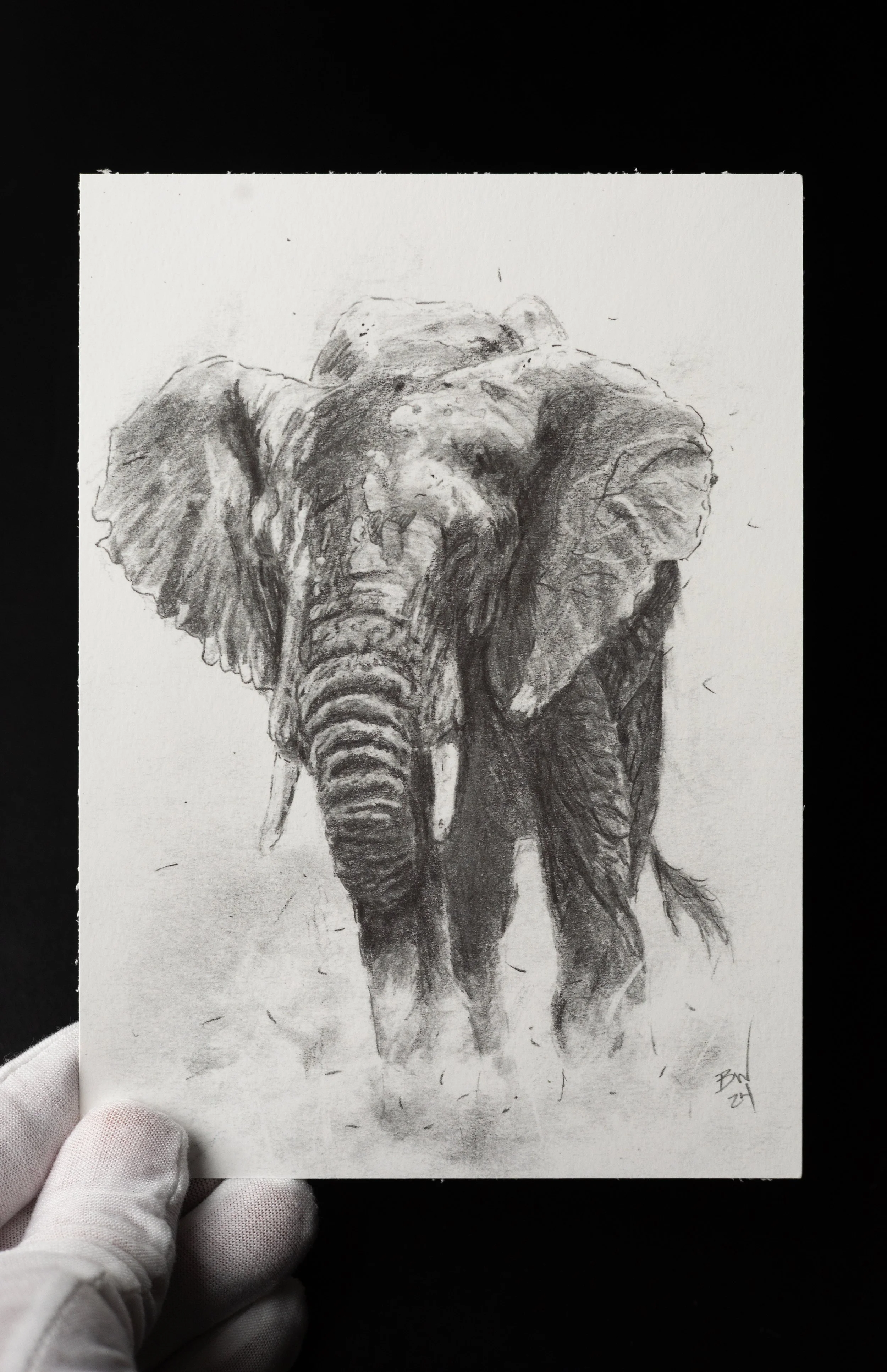 Print of Elephant Sketch