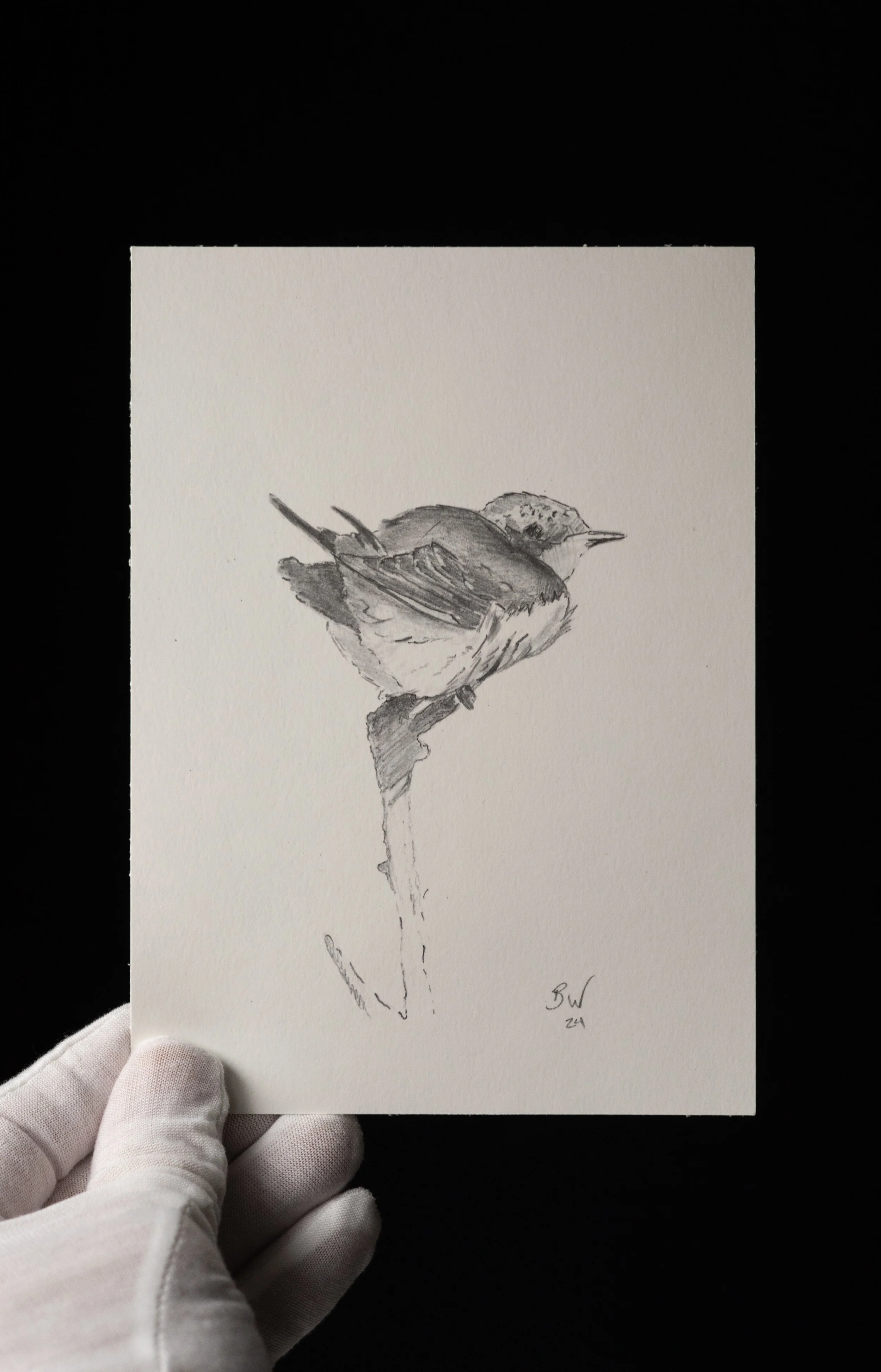 Print of Barn Swallow Sketch