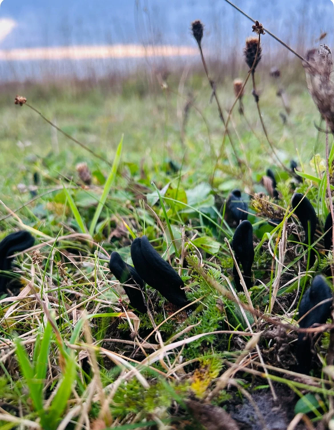 This time of the year there is always something interesting growing at the nearby Courtyard Farm..๐๐ค
Starting off with one of our favourite finds, these mysterious black fungi creeping up through the moss, can you guess their name? Drop your mushr