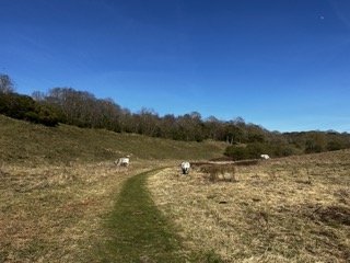 ringstead down Small.jpeg