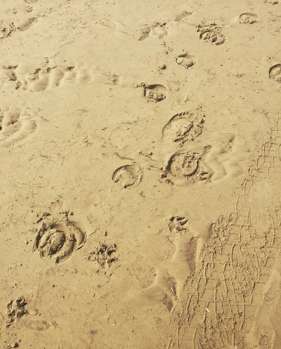 holkham foot prints .jpg
