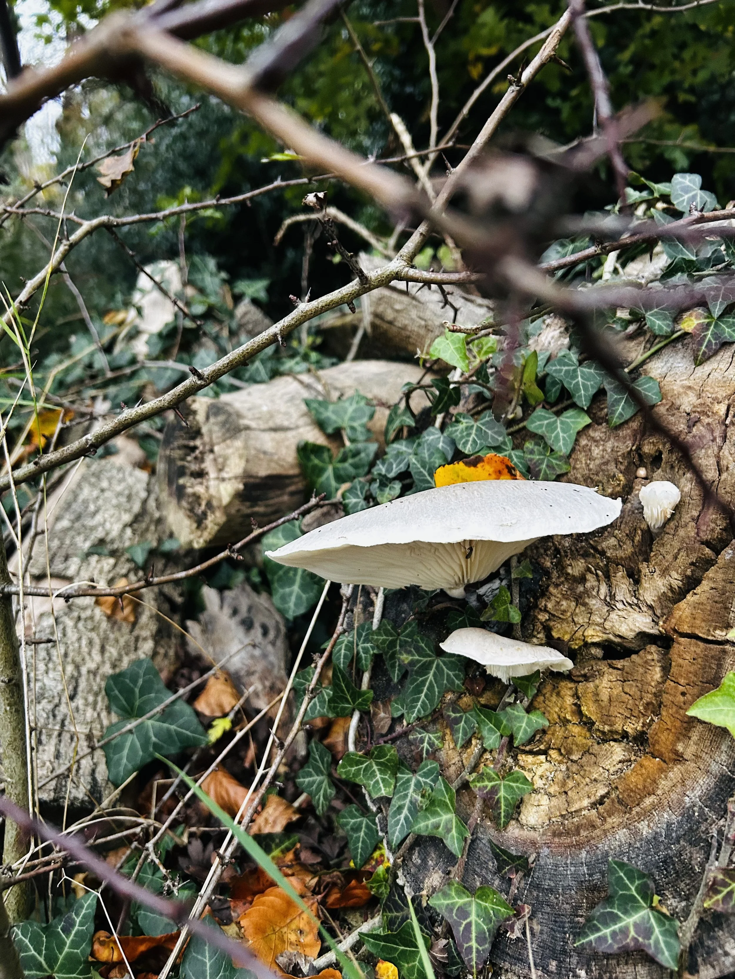 fungi 2 .jpeg