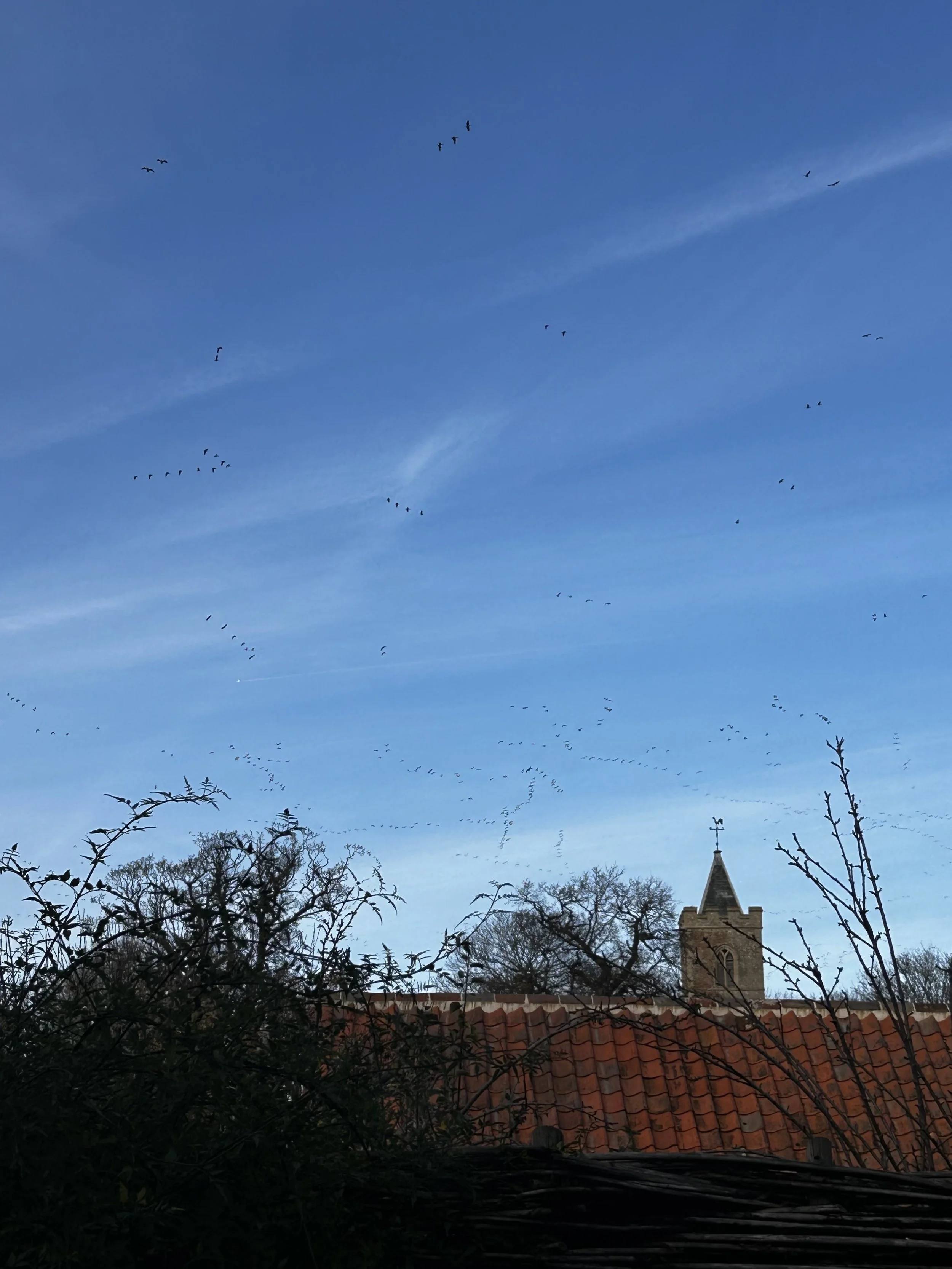 geese sky jpeg.jpeg