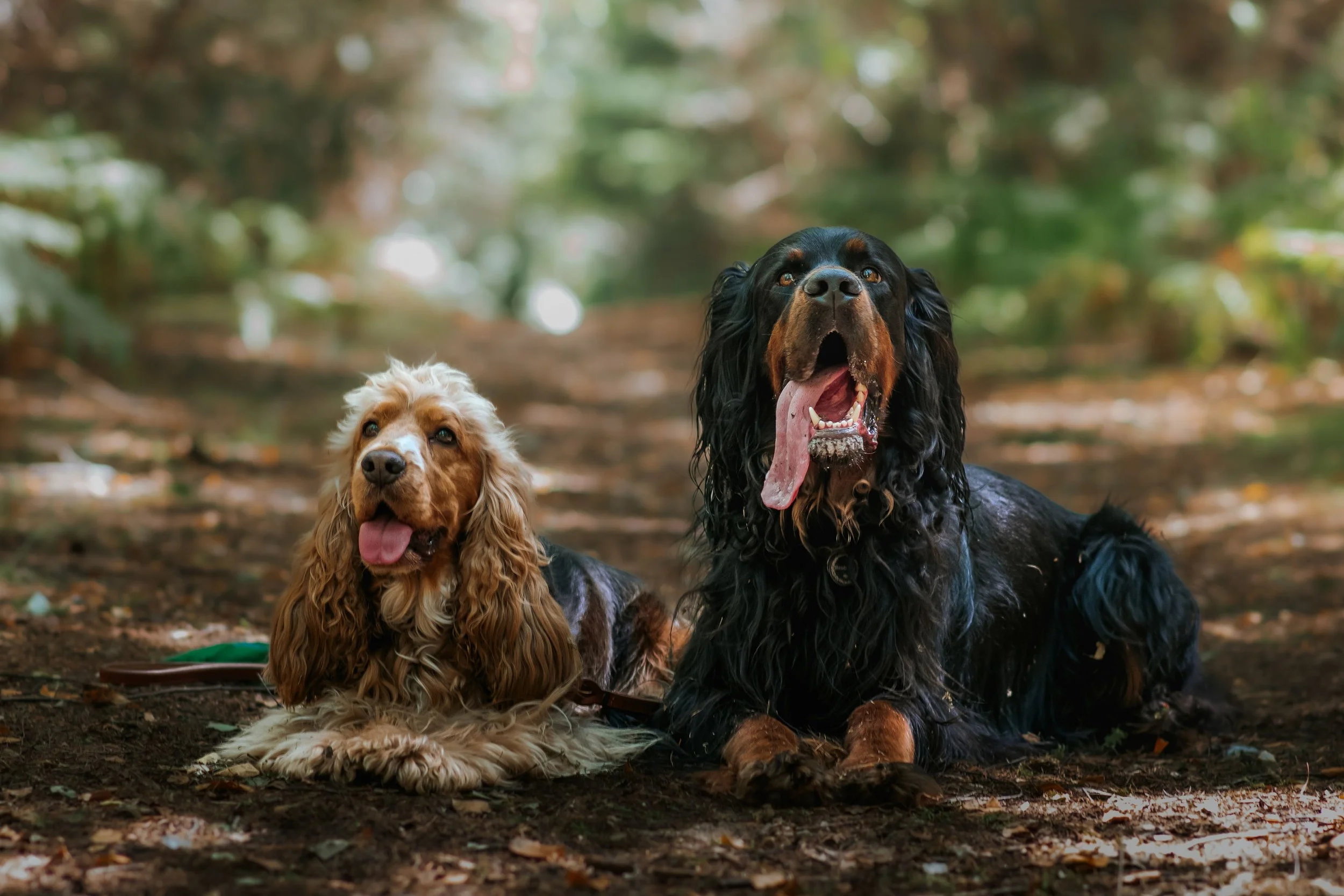 Dog-Friendly Cottage in North Norfolk: The Ultimate Cottage Getaway with Your Dog