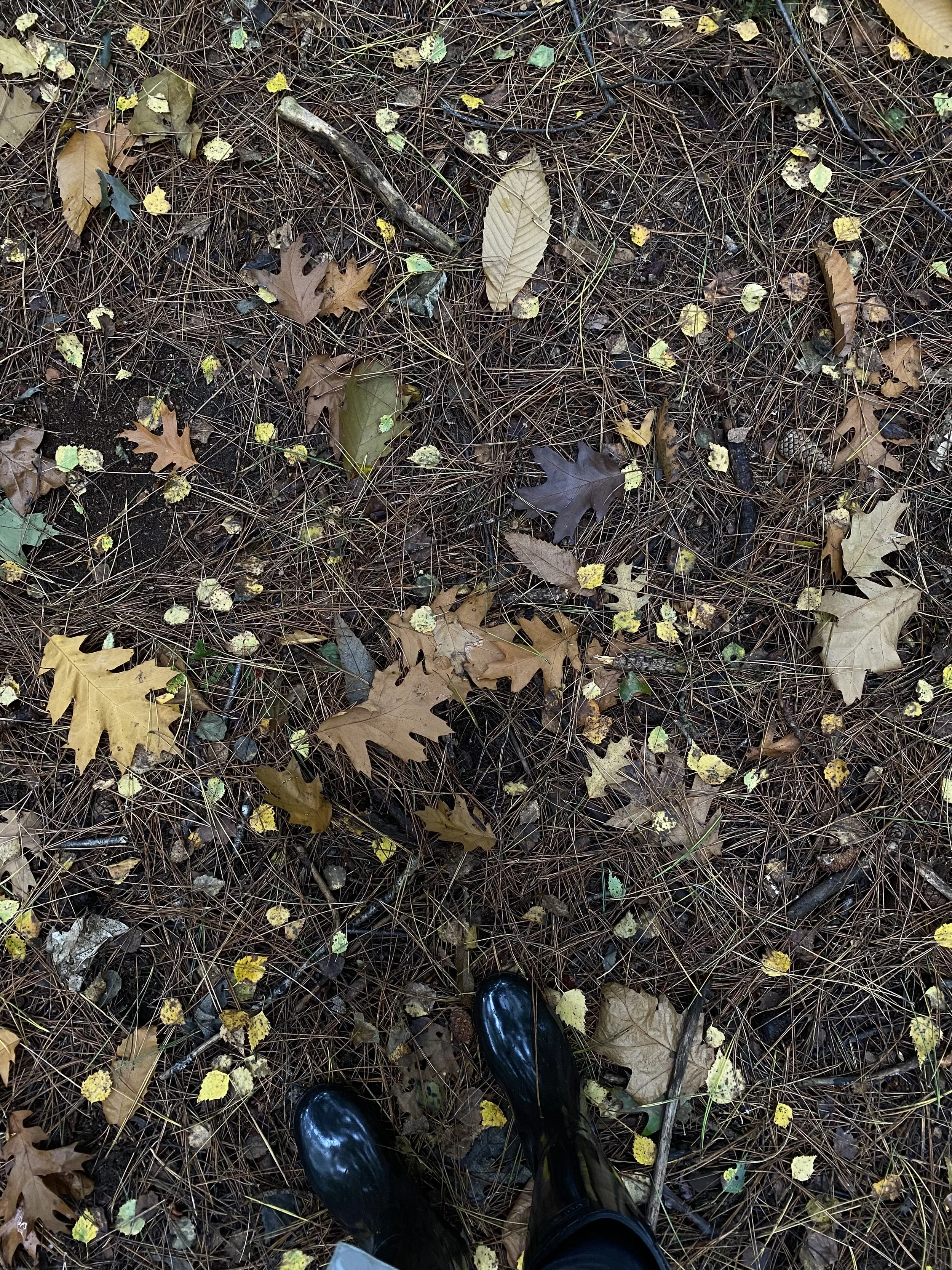 autumn leaves.jpeg