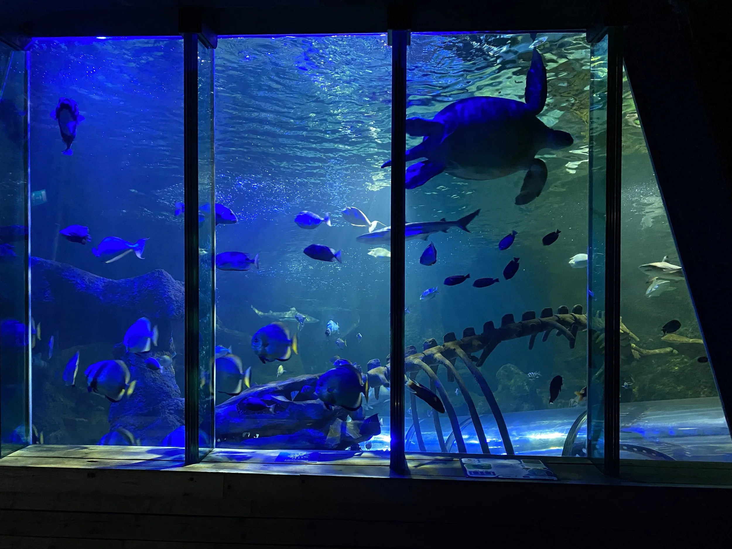 sealife.jpeg