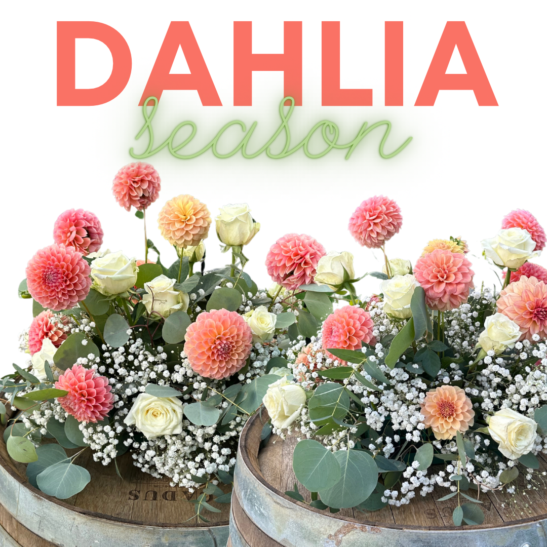 dahlia.PNG