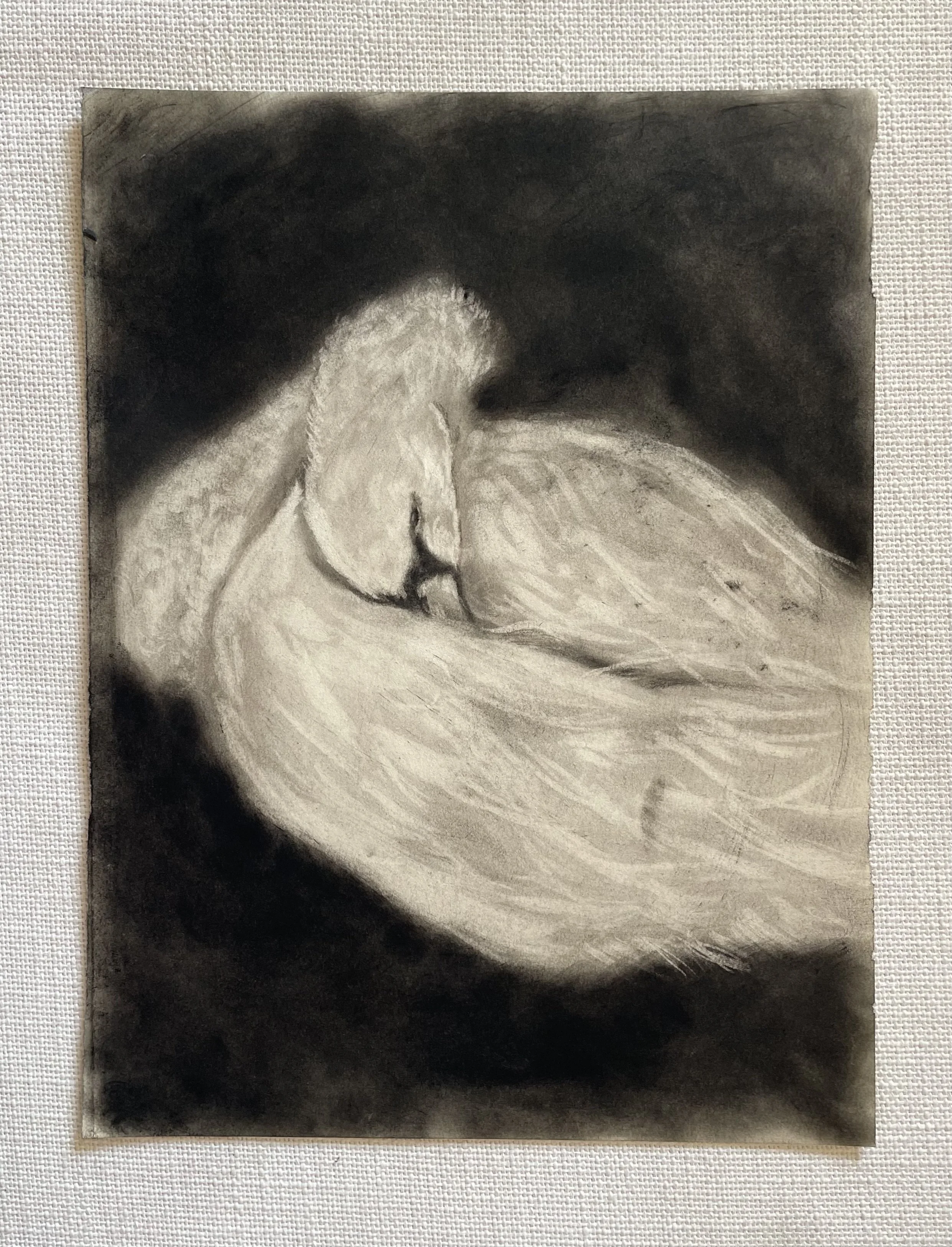 sleeping swan no. 01