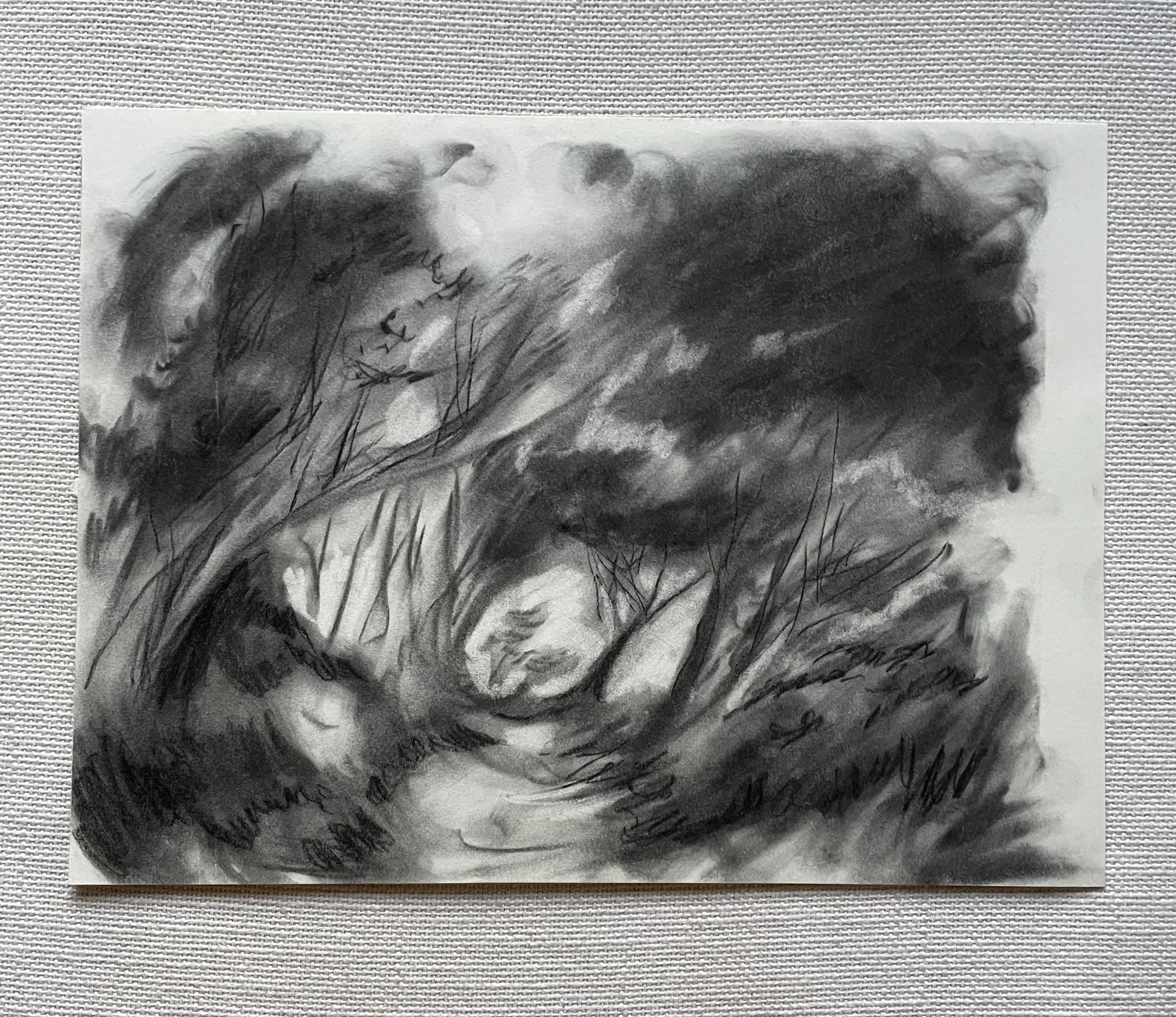 windy forest