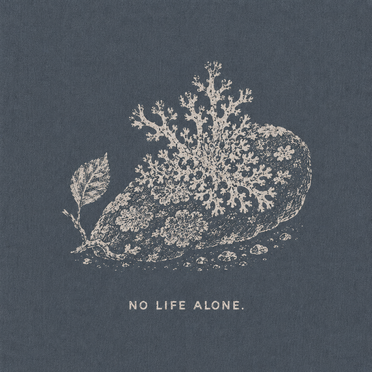 11 — NO LIFE ALONE. Lichen on stone. Public-domain design; adapt, translate, reuse.