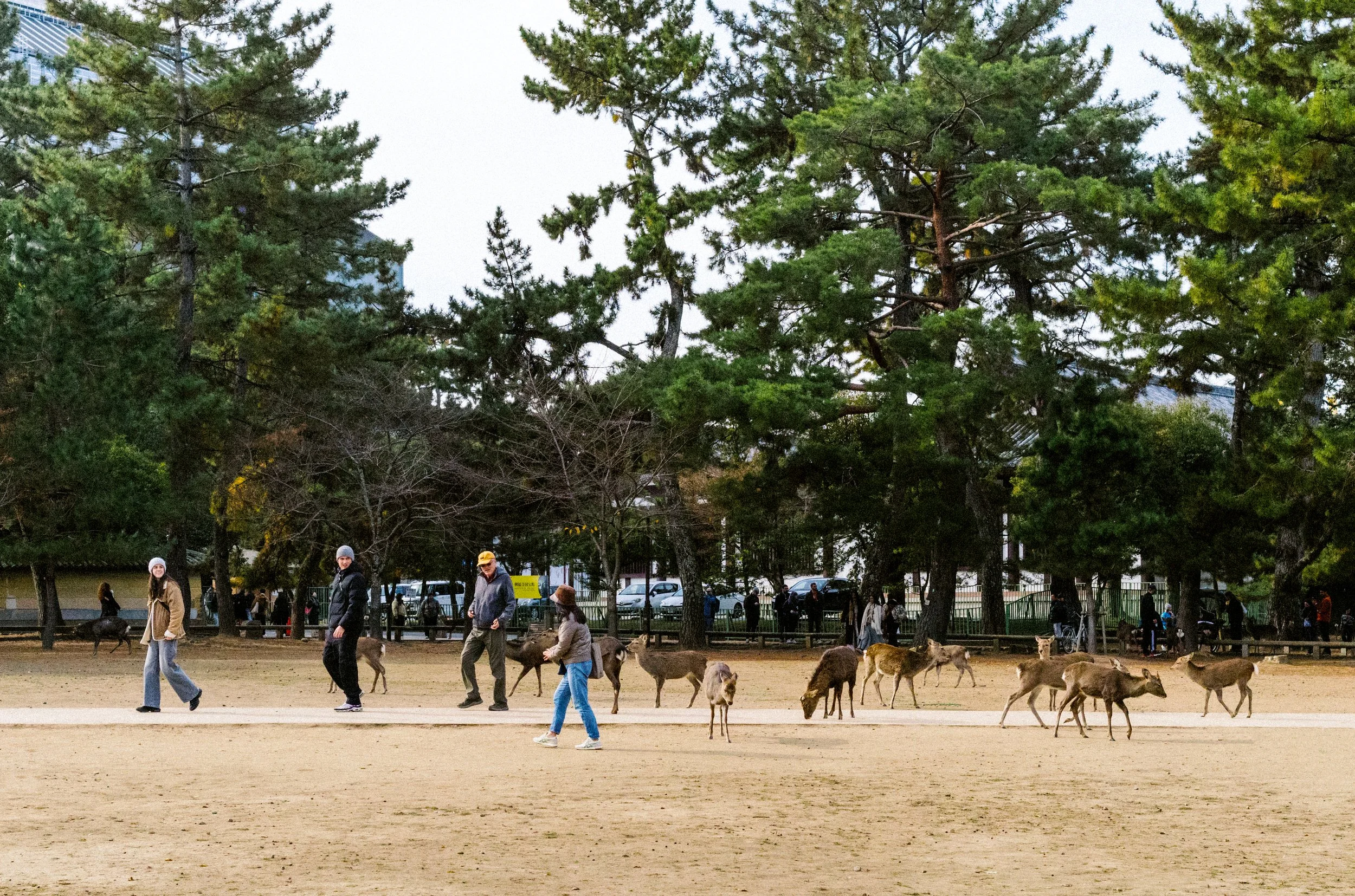 Sacred deer roaming freely in Nara Park near Tōdai-ji Temple, one of Japan’s most famous day trips from Kyoto.