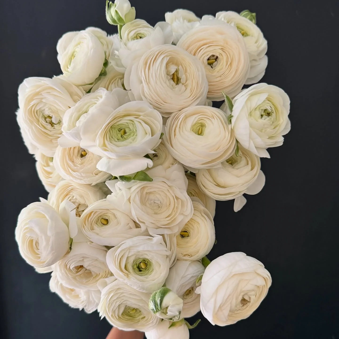Pure elegance. 🤍

#mdflorist #localflowers #flowerfarm #flowers #bouquet #ranunculus #whiteflowers #whiteranunculus