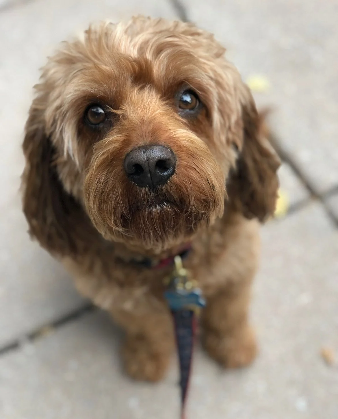 Yesterday Whiskey had his last doggy snore as I held him in my arms. He went peacefully, comfortable, cuddled, and with a belly full of BJs rotisserie chicken. I&rsquo;ve been preparing for this, but it&rsquo;s much harder than I imagined. 

16 years