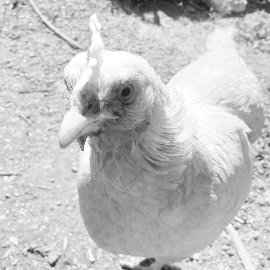 Close-up of a yellow hen standing on dirt ground outdoors.