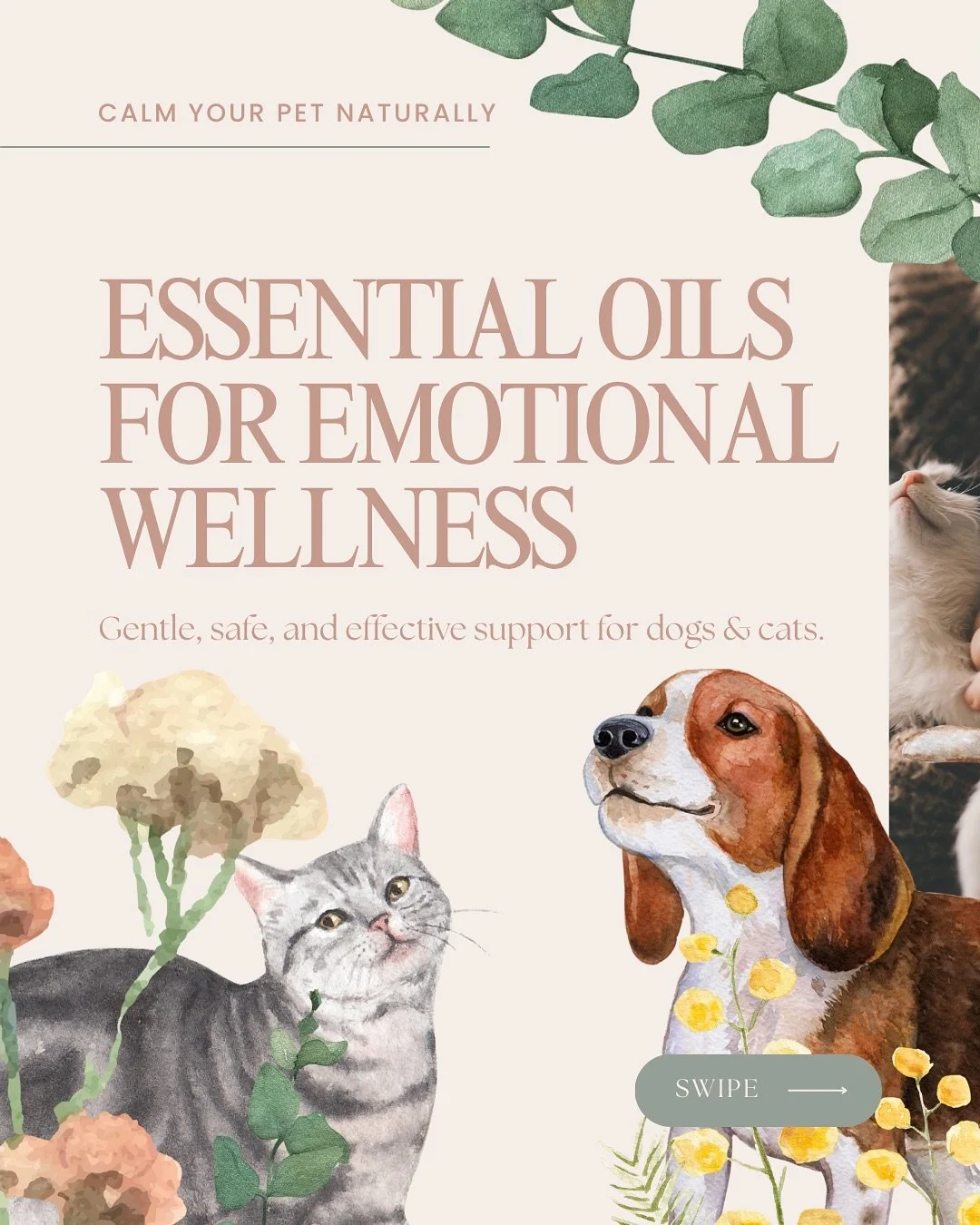 Is your pet feeling anxious, fearful, or overwhelmed? 💛
There&rsquo;s a gentle, natural way to help: essential oils.
👉 From grief to separation anxiety, these pure plant remedies support your pet&rsquo;s emotional wellness&mdash;safely and effectiv