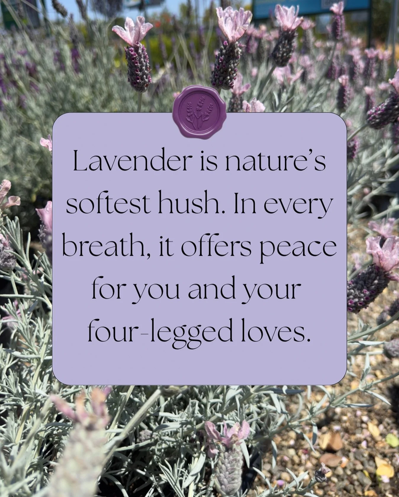 Lavender is more than a pretty purple bloom &mdash; it&rsquo;s a botanical chemist. Within each petal lives linalool and linalyl acetate, plant compounds shown to calm the nervous system, slow a restless mind, and help the body unwind. For humans, it