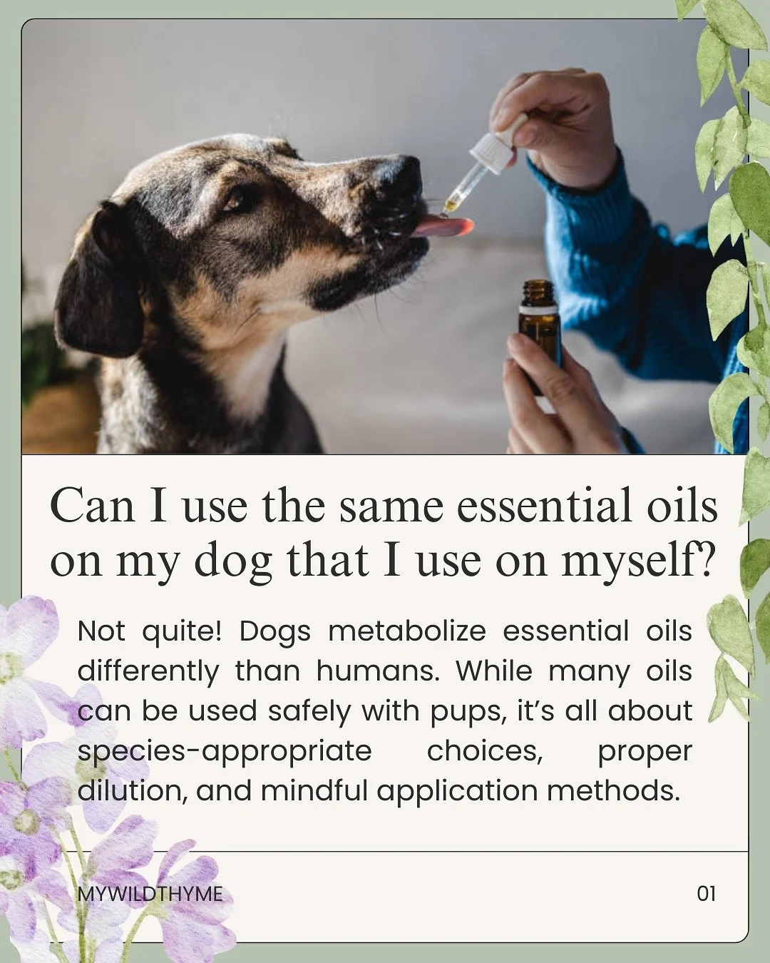 🐾💧 Pet Aromatherapy Q&amp;A Time! 💧🐾

Your pets&rsquo; safety always comes first, and essential oils are not one-size-fits-all. In this post, I&rsquo;m answering some of your most common questions about using aromatherapy with dogs and cats. 🐶🐱