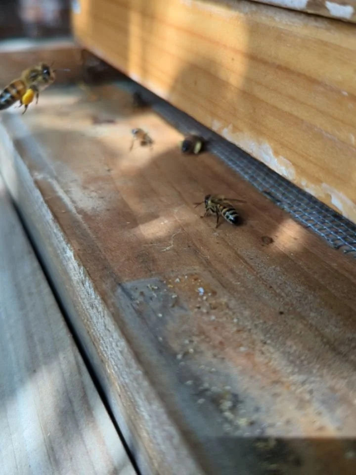 The bees are busy in both hives packing on the winter weight. They are bringing in loads of nectar and pollen for winter food. We are relieved that the later summer dearth is over and the Fall flow is on! 🍂🐝😅🍯