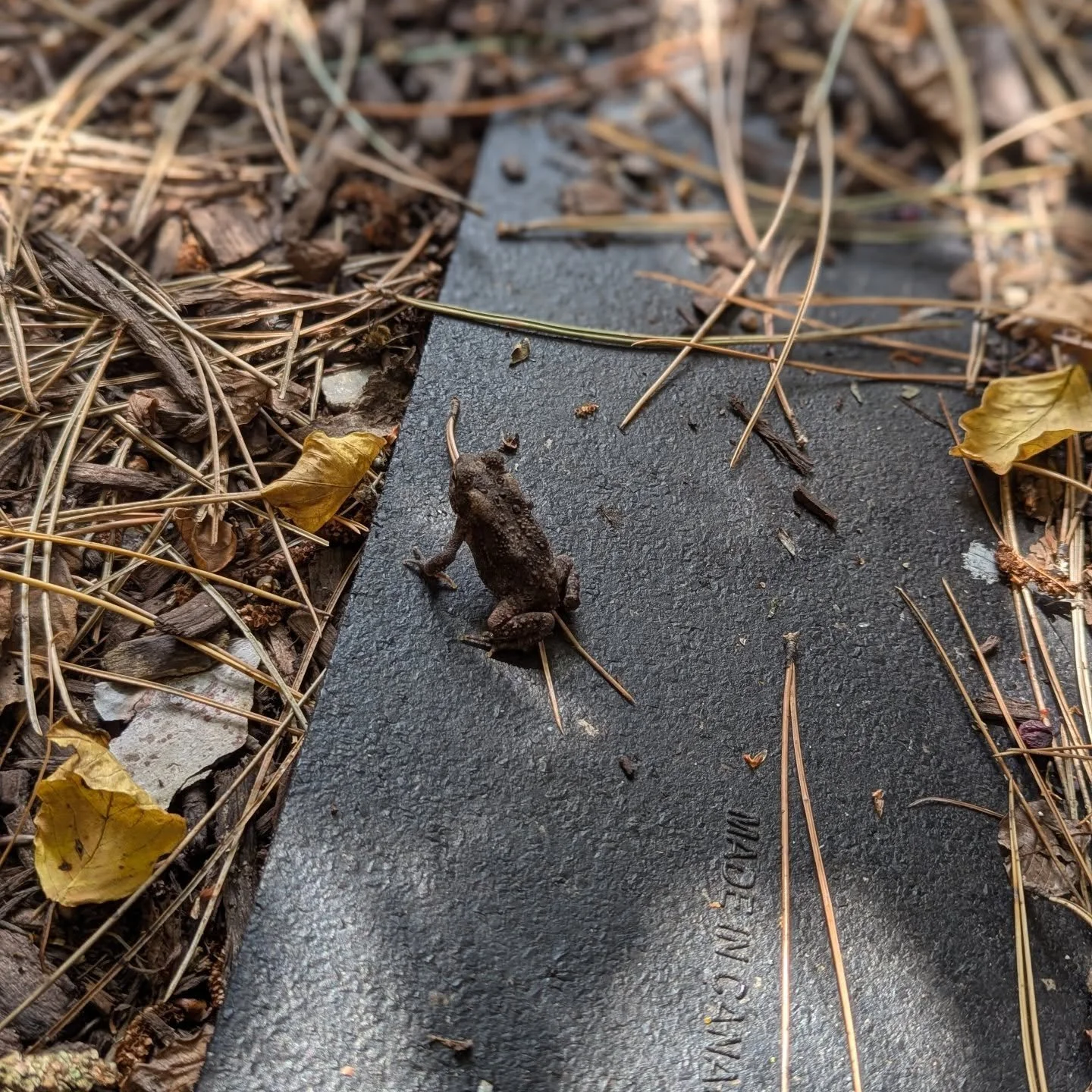 Did you know that we have a friend that comes and visits EVERY time we inspect the hives? This little toad always hops out when we review Dawn's hive. He blends right in and is very active! We hope he guards the hives.
