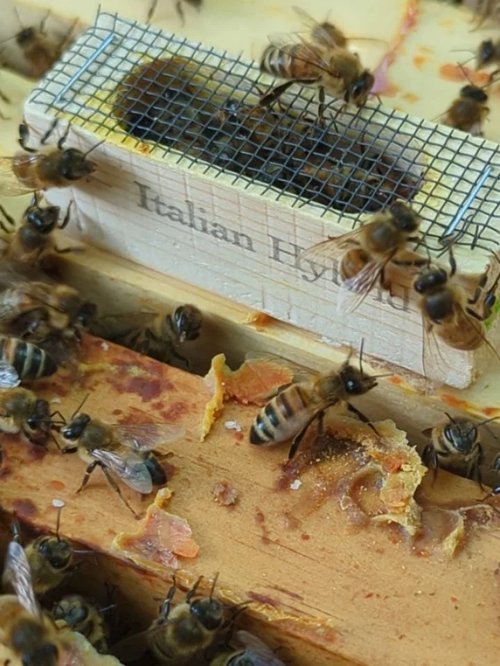 Let's hope this one takes! Installed our third queen into Dawn's hive this afternoon. The bees never requeened after the swarm they had. We installed another queen recently and they must have killed her because she is nowhere to be found. This queen 