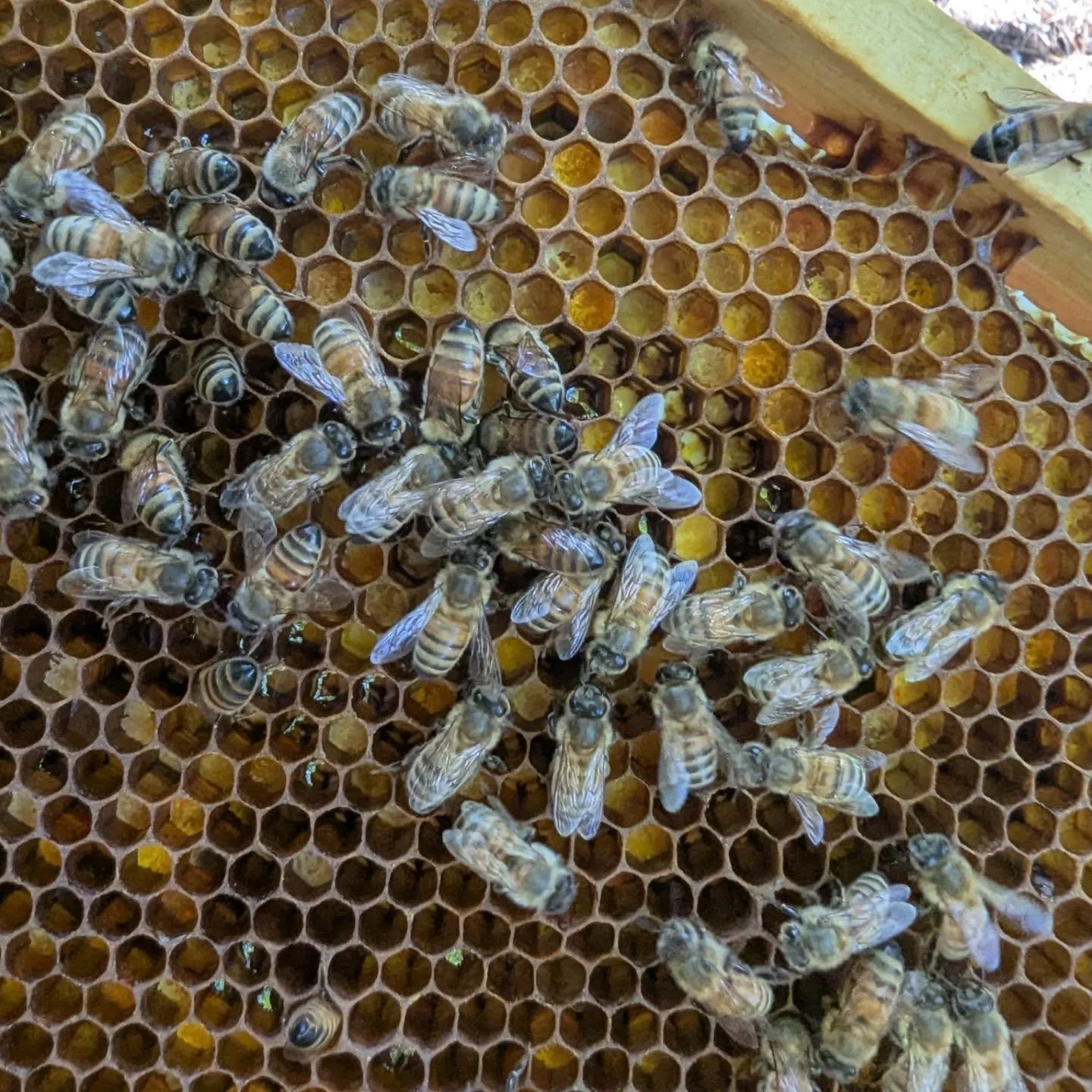 The bees in Hive Dawn were showing off all of their pollen packing skills! You could spell the goldenrod pollen this afternoon in the apiary. 🐝🐝🐝