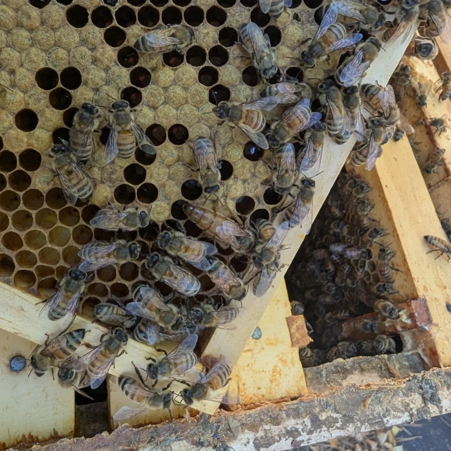 Yay! The queen bee in Hive Dusk made an appearance this afternoon at Glory Bee Apiary. 👑🐝