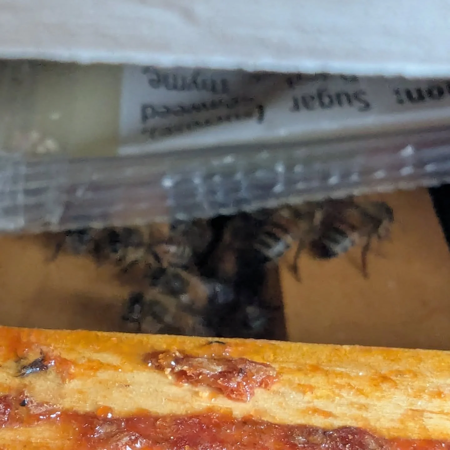 We peeked in the mailbox of Dusk's hive this morning. The girls were busy eating their fondant! Please stay warm until Spring!