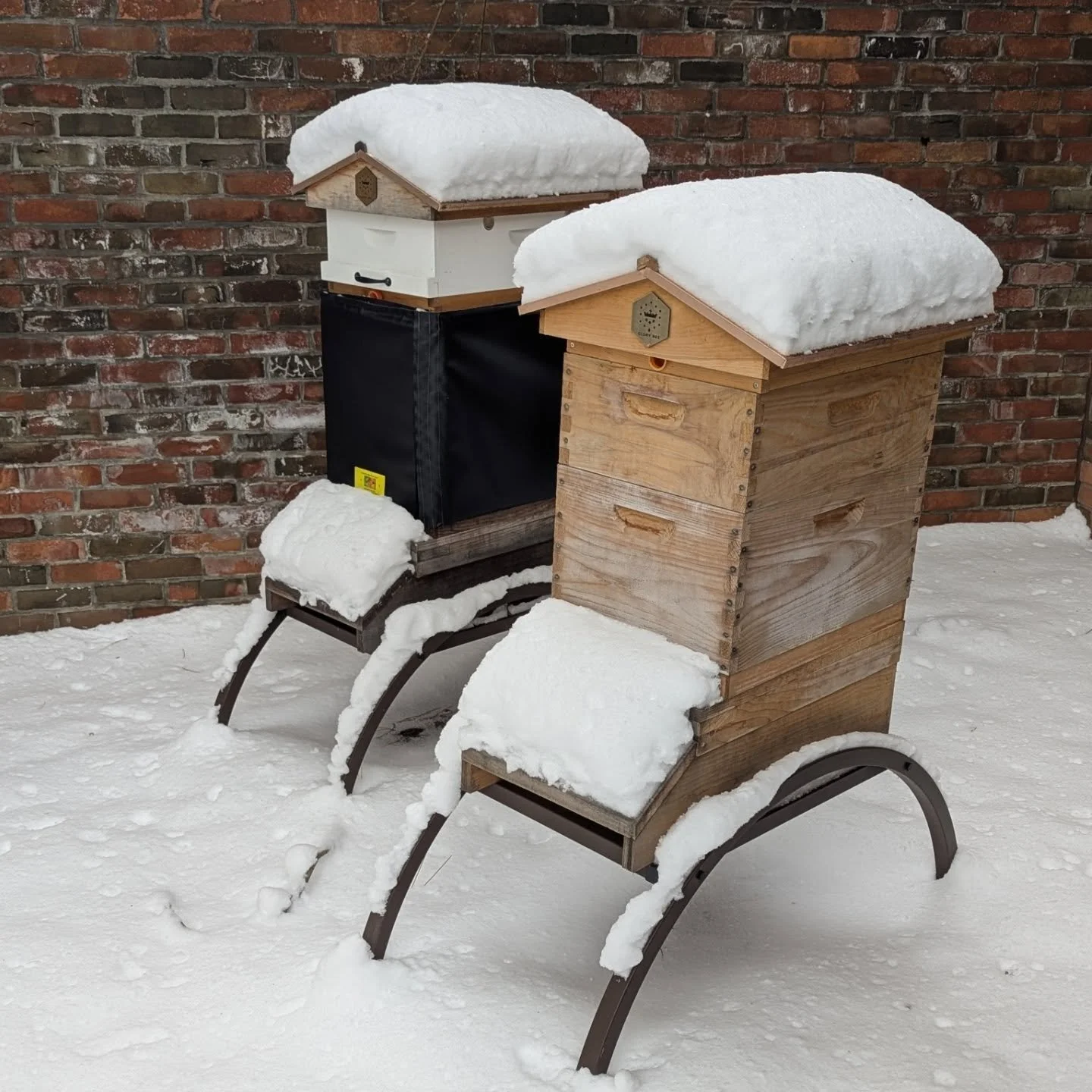 We are sad to report that Dusk's hive is not showing any signs of life. We learned that pesticides were used around the property in early November and in mid November we documented the bees bringing in pollen on mild days. We are thinking they brough