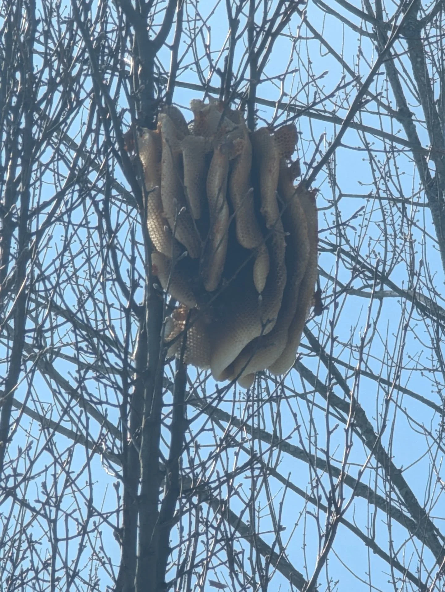 Wowie! We had an amazing discovery yesterday! We *think* we might have found where Dawn's June 2025 swarm was hanging out before they took off for their new home. This was only discovered after the leaves have all gone however we are perplexed how we