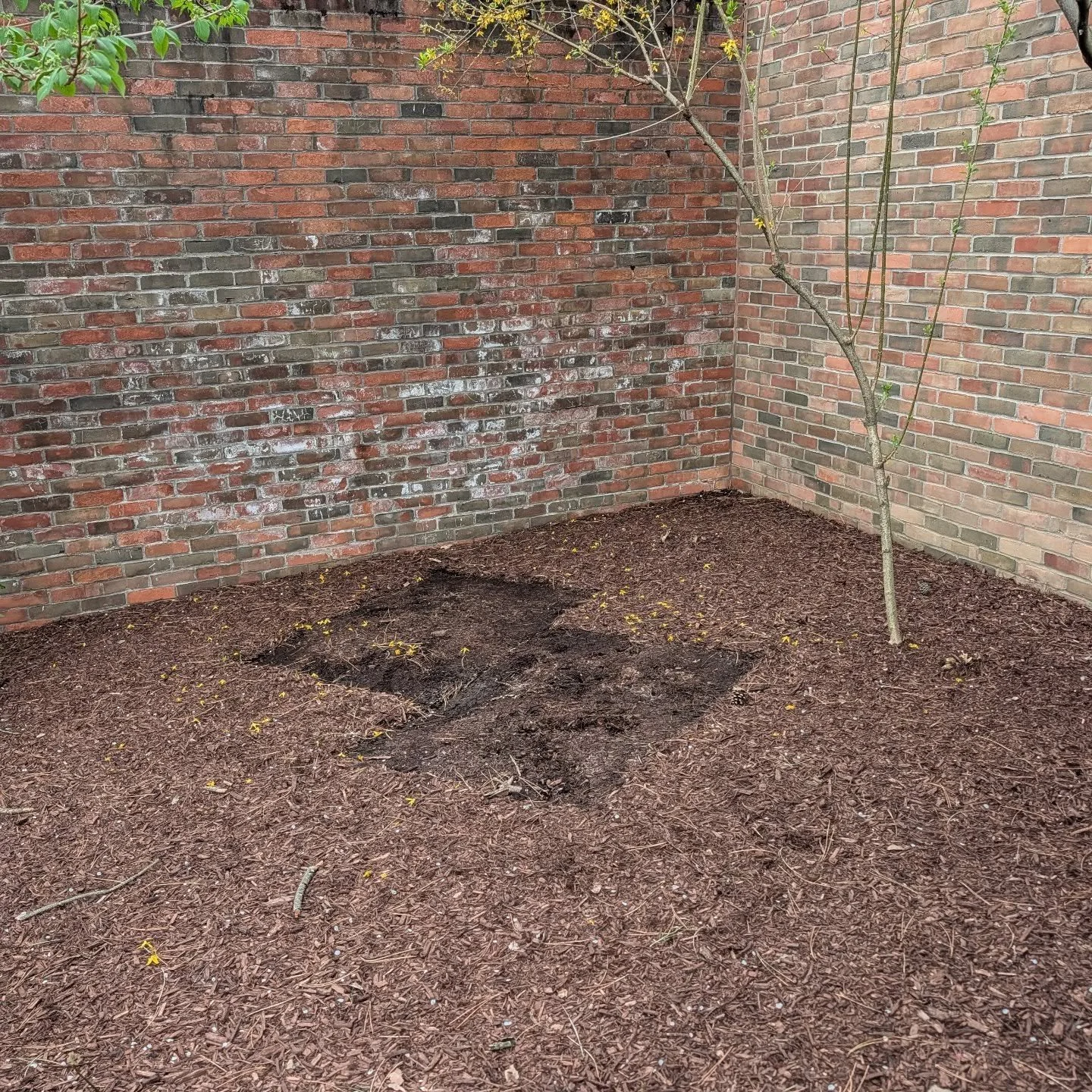 Yesterday was a sad day, as we had to remove our two beautiful bee hives from Our Lady. The chemicals used in the local landscaping is too much for the apiary. The bees will not survive another season. 

Stay tuned as we might have received an answer