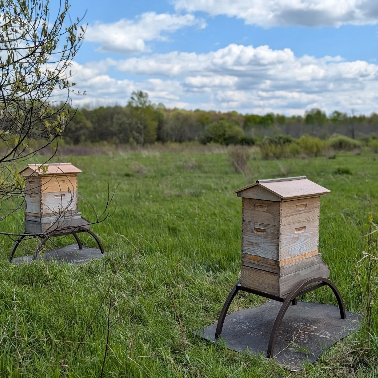 Getting ready for a fresh start. Both Glory Bee hives have been installed in their new home for this season. 25 acres of wilderness and a certified wildlife habitat. The bees will be coming later this coming week. We are so grateful for a Glory Bee m