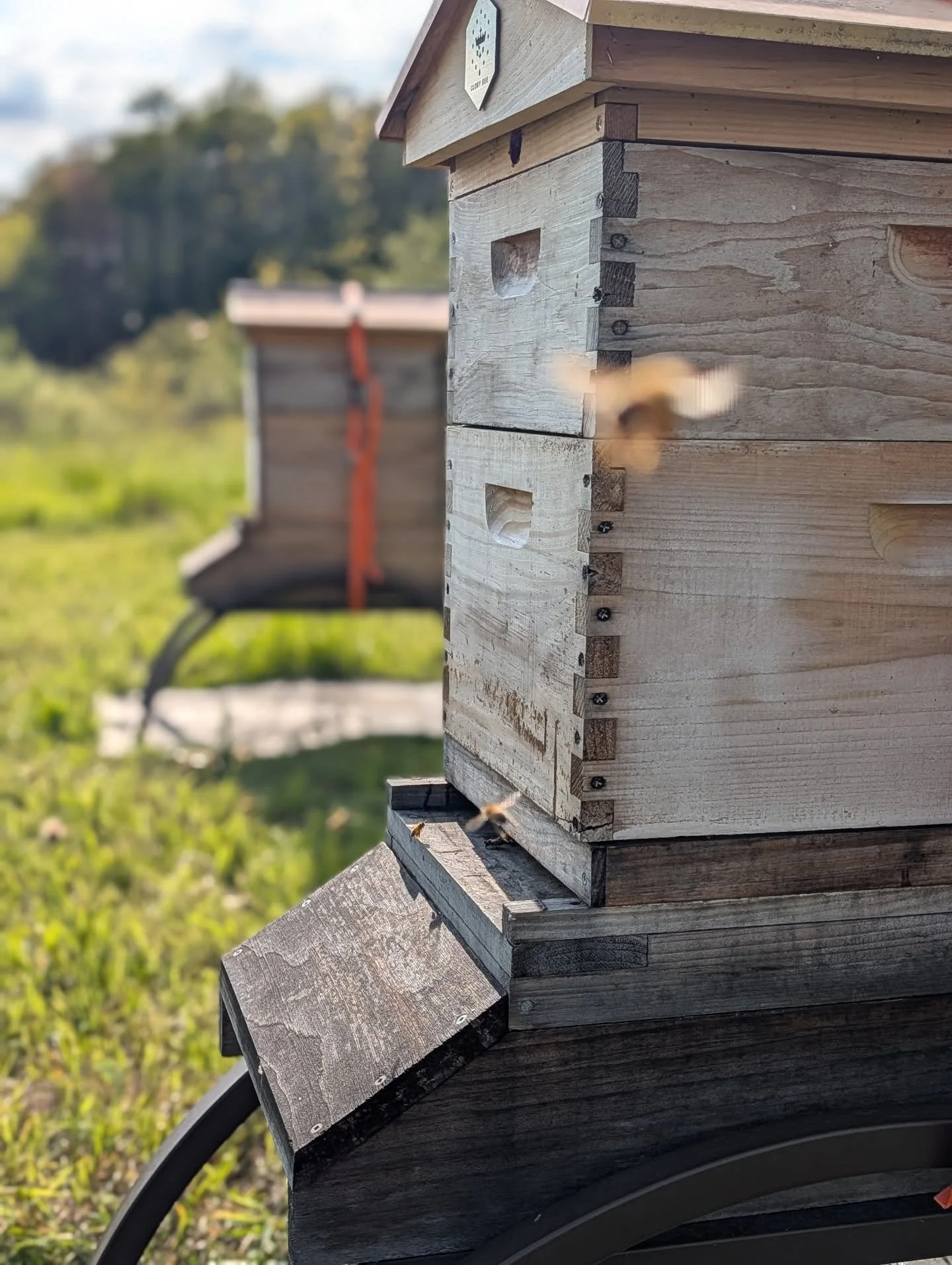 Honey bee photo bomb! Came back to pick up nuc boxes this afternoon and bees are already bringing in pollen! Way to get busy ladies! 🐝🐝🐝