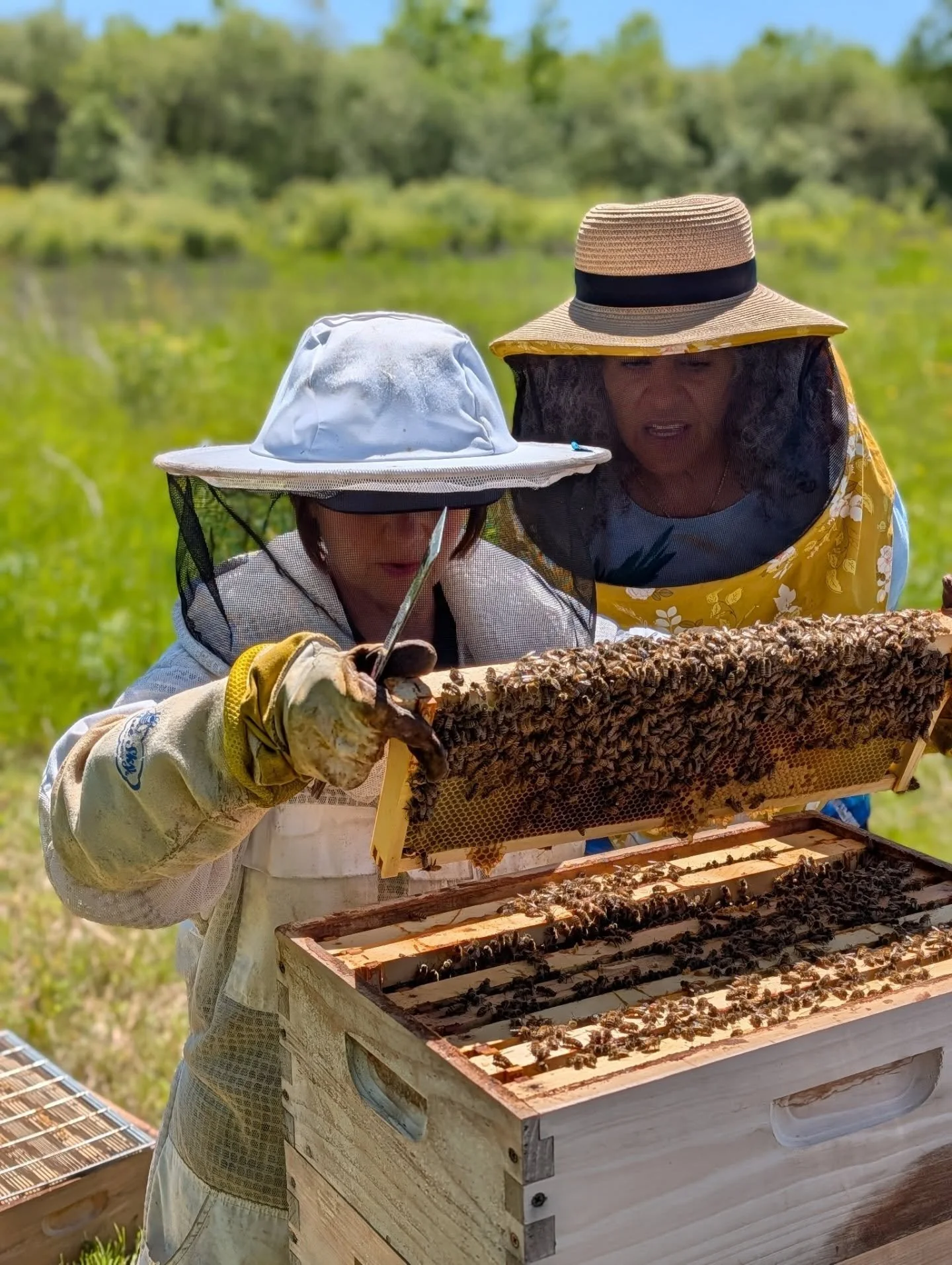 Checking the Glory Bees this morning!! The bees are thriving and absolutely beautiful. Very healthy and calm. We checked them to make sure they had enough resources and room and they are expanding nicely. Can't wait for honey in the next month! 🐝🐝?