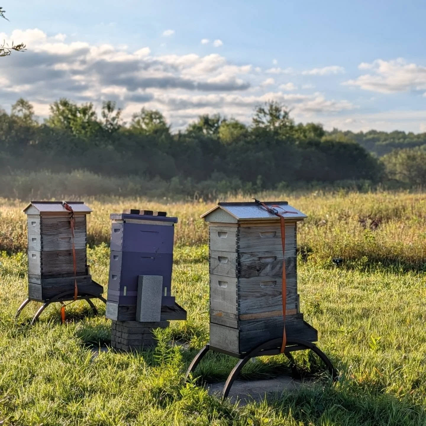 This morning a quick check was performed to make sure the late Summer / Fall flow was happening and the Summer dearth was finally over. We make sure the bees are calm and productive before we have our ministry members visit. They are THRIVING! Each h