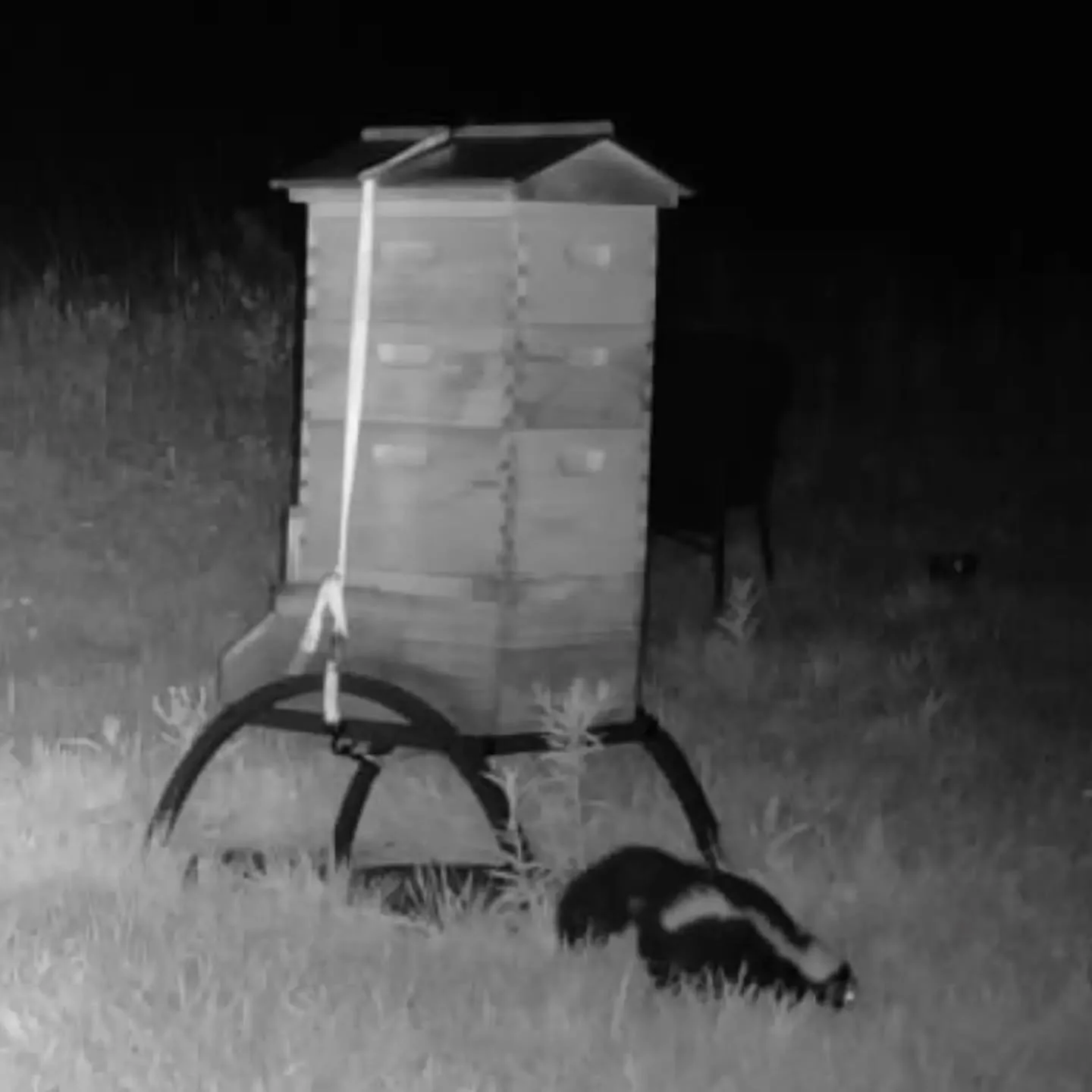 Sometimes critters visit the hives and we catch them on our Buzzy Cam. At least this wasn't another bear! 🦨😅 Thank you for cleaning up any dead bees and keeping our apiary tidy.