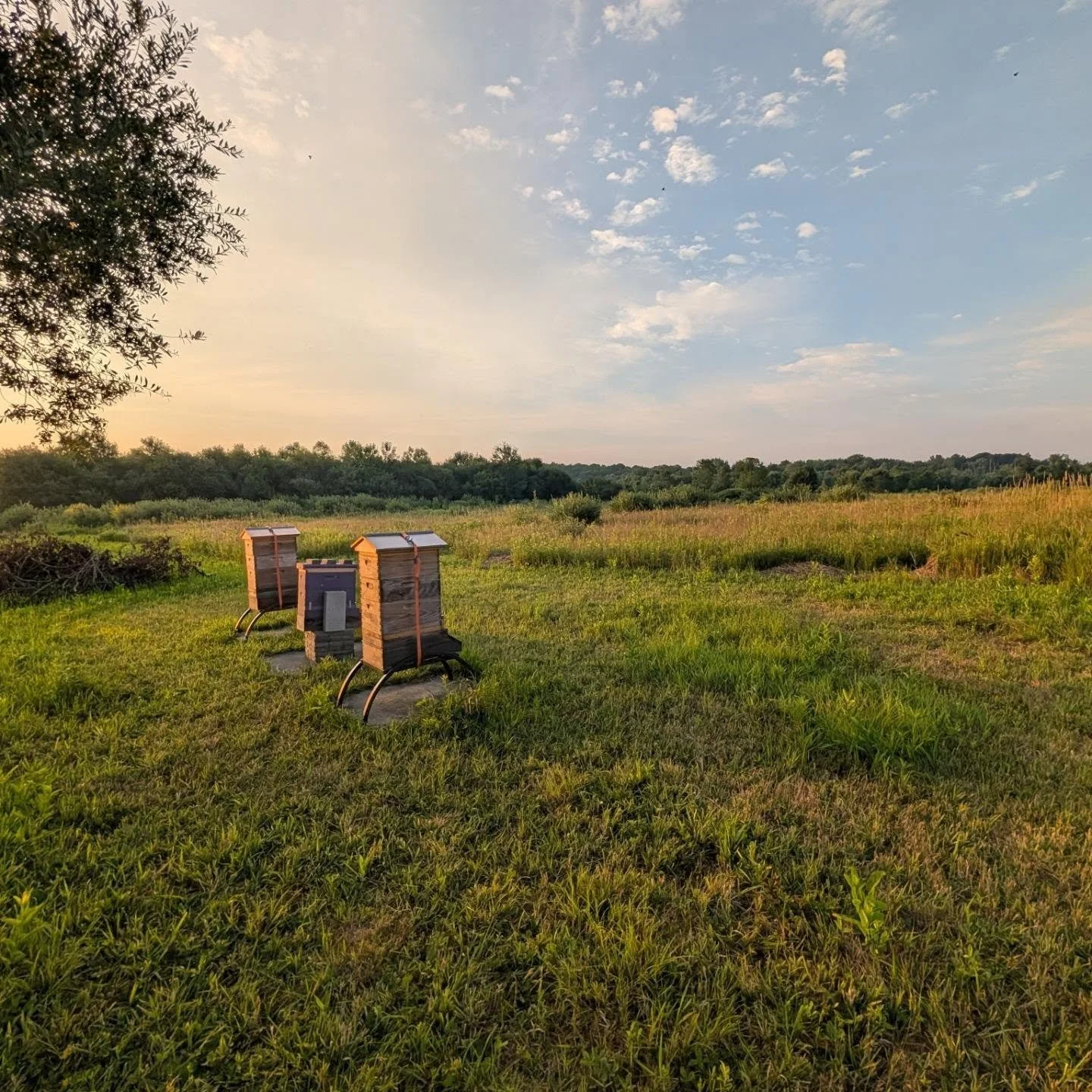 Stopped by around 6:30am to say hi to the bees and start a round of mite treatments. We have missed the bees and left them alone during the stress of the Canadian Wildfire smoke in our region. 

This weekend, Glory Bee members will be harvesting our 