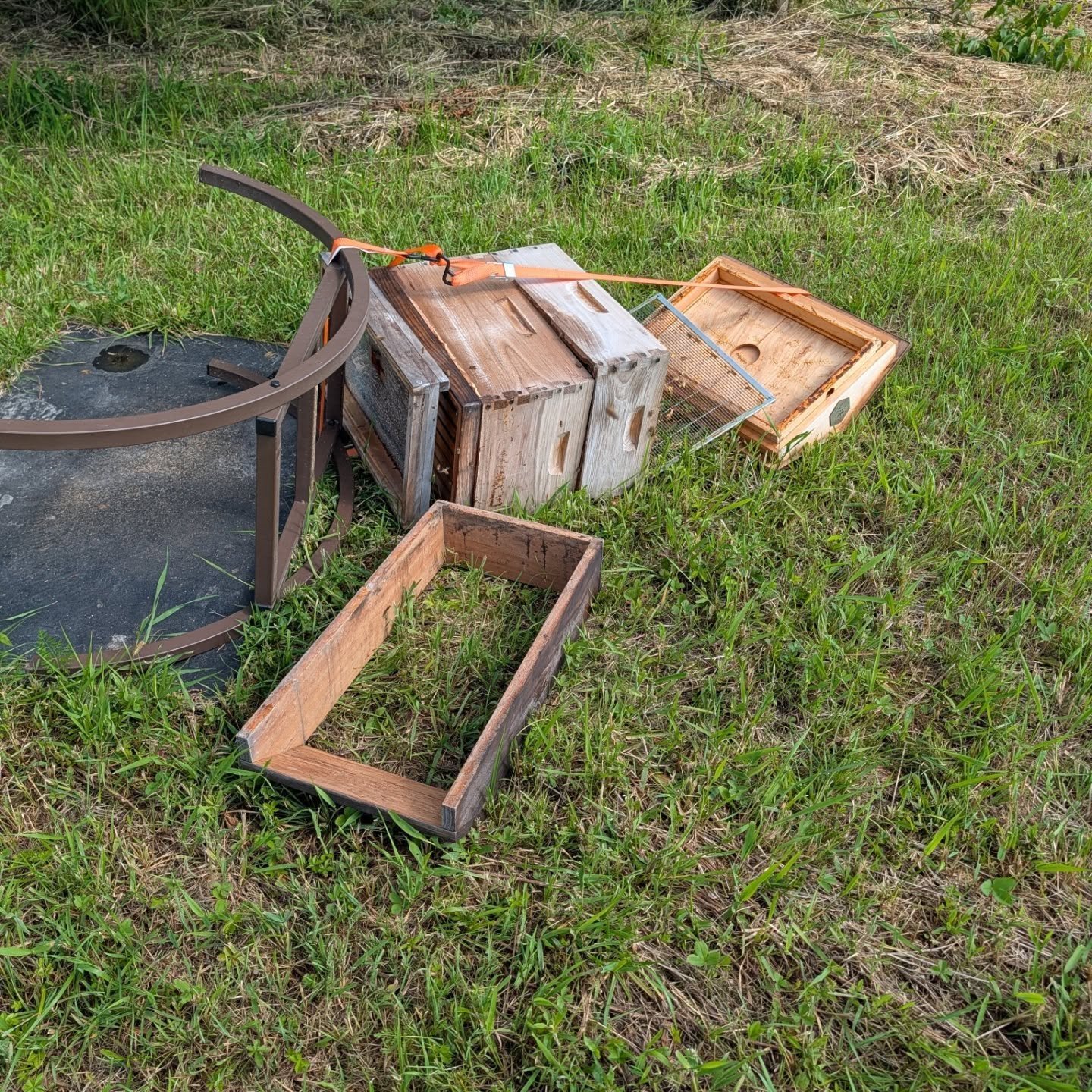 Our Glory Bee members had quite an exciting morning when checking the bee hives at the new apiary. We had heard about a black bear roaming in the Mantua area a few weeks ago, especially near where the new apiary is located, and it seems it decided to