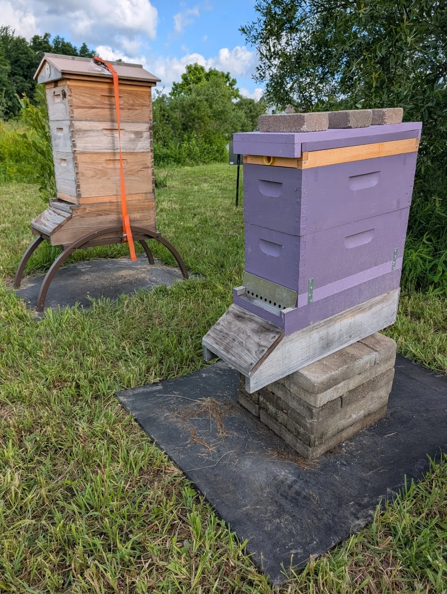 Mission success! Well, we will know if the queen emerges and takes over this new colony of our split was successful. We were able to relieve the pressure this morning on the first hive and move over some bees. These frames were packed with bees and c