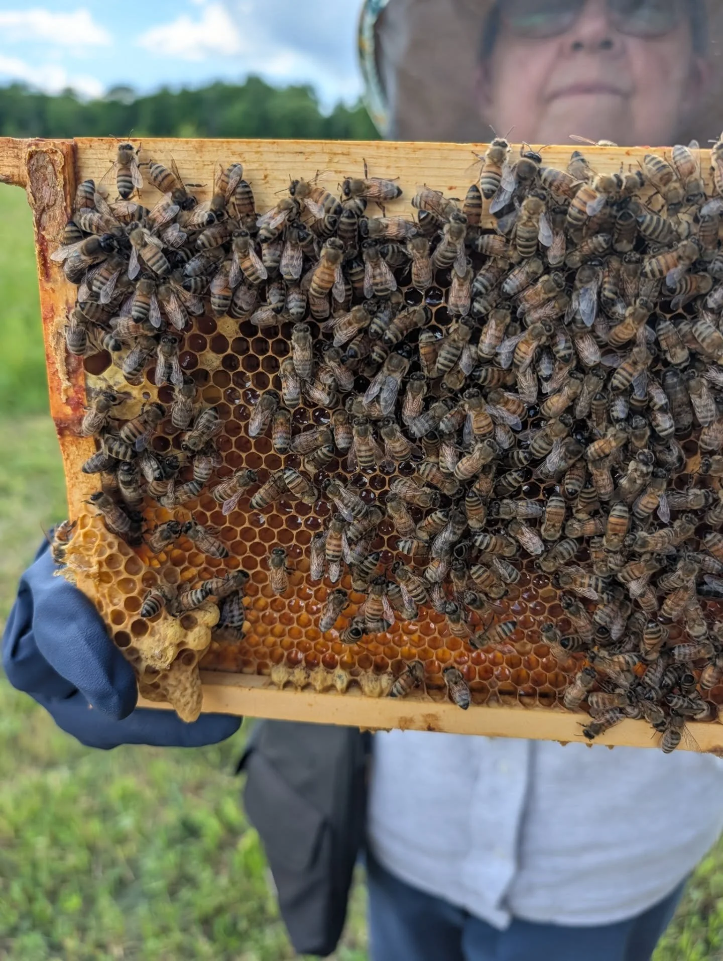 Look what the Glory Bees found! Queen cells! Gah!

We decided on the spot this evening we will be making up another colony. 😅

One hive is super congested and needs some relief. They also have a ton of honey that is almost ready to harvest.

The sec