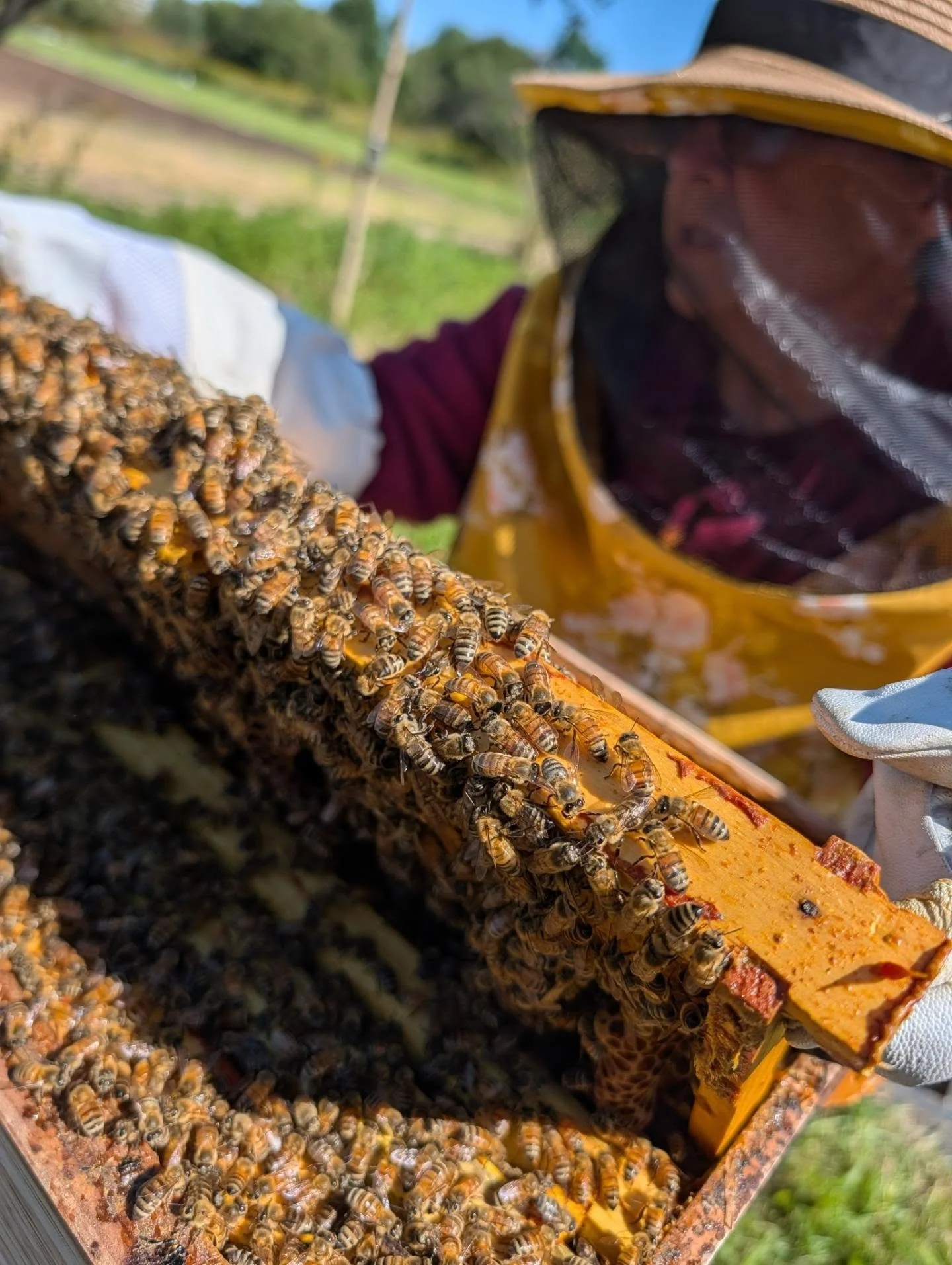 We are back in action!! The bees are thriving and getting ready for winter. The dearth is finally over and we were able to get in the hives this afternoon. 

We are so grateful for the donations received from those that purchased our Spring honey. We