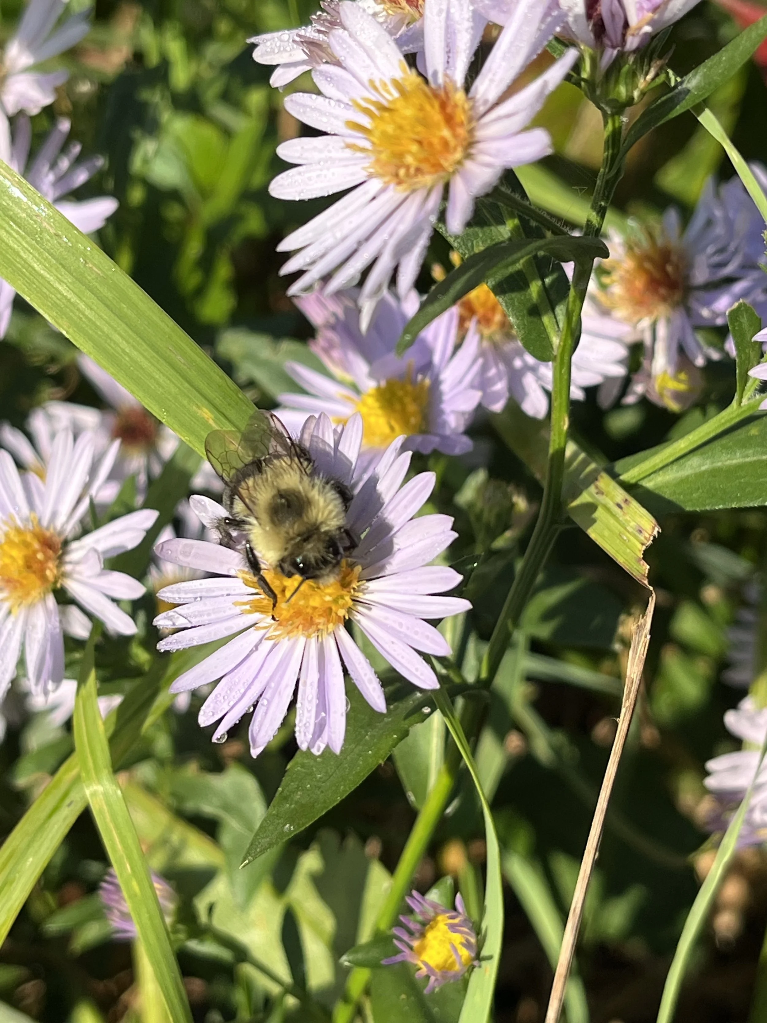 The bees love the idea of a full meadow of flowers!