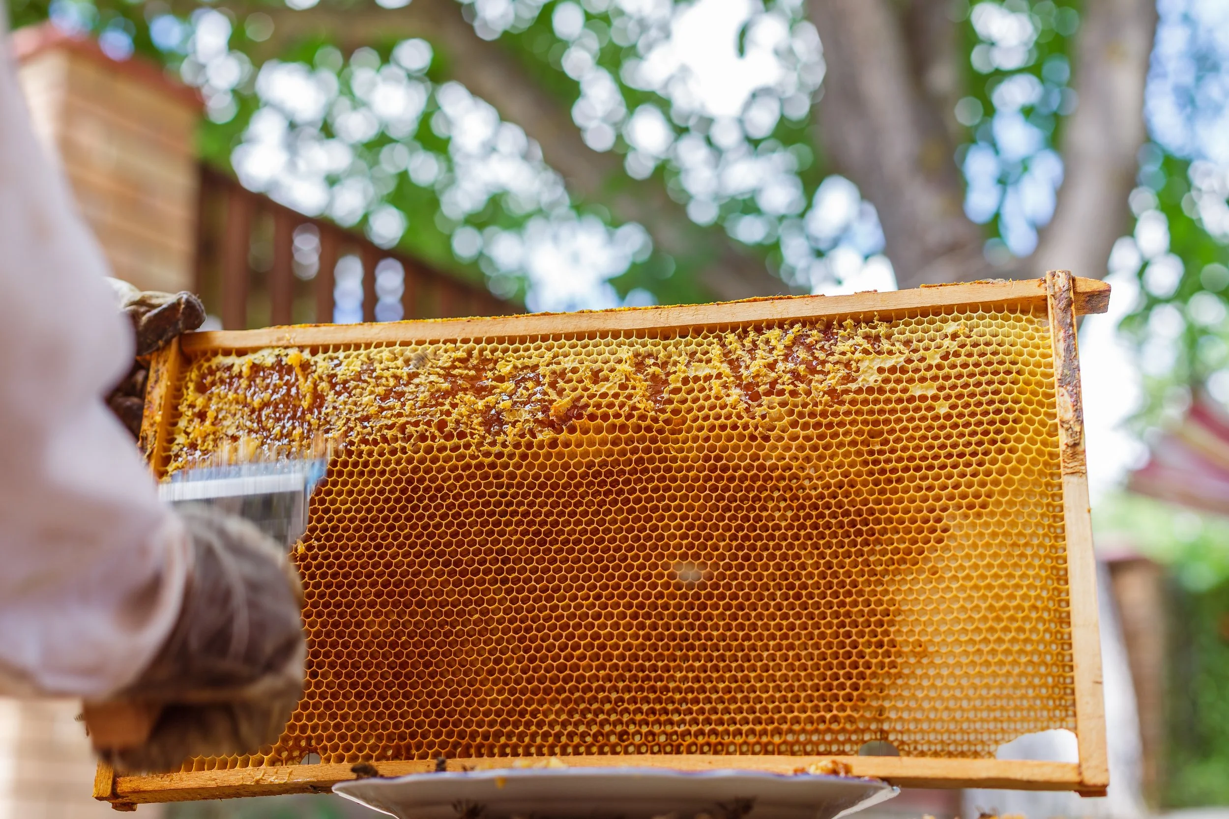 The "H-E-B Run" Upgrade: How to Find Real Local Honey in Aisle 2