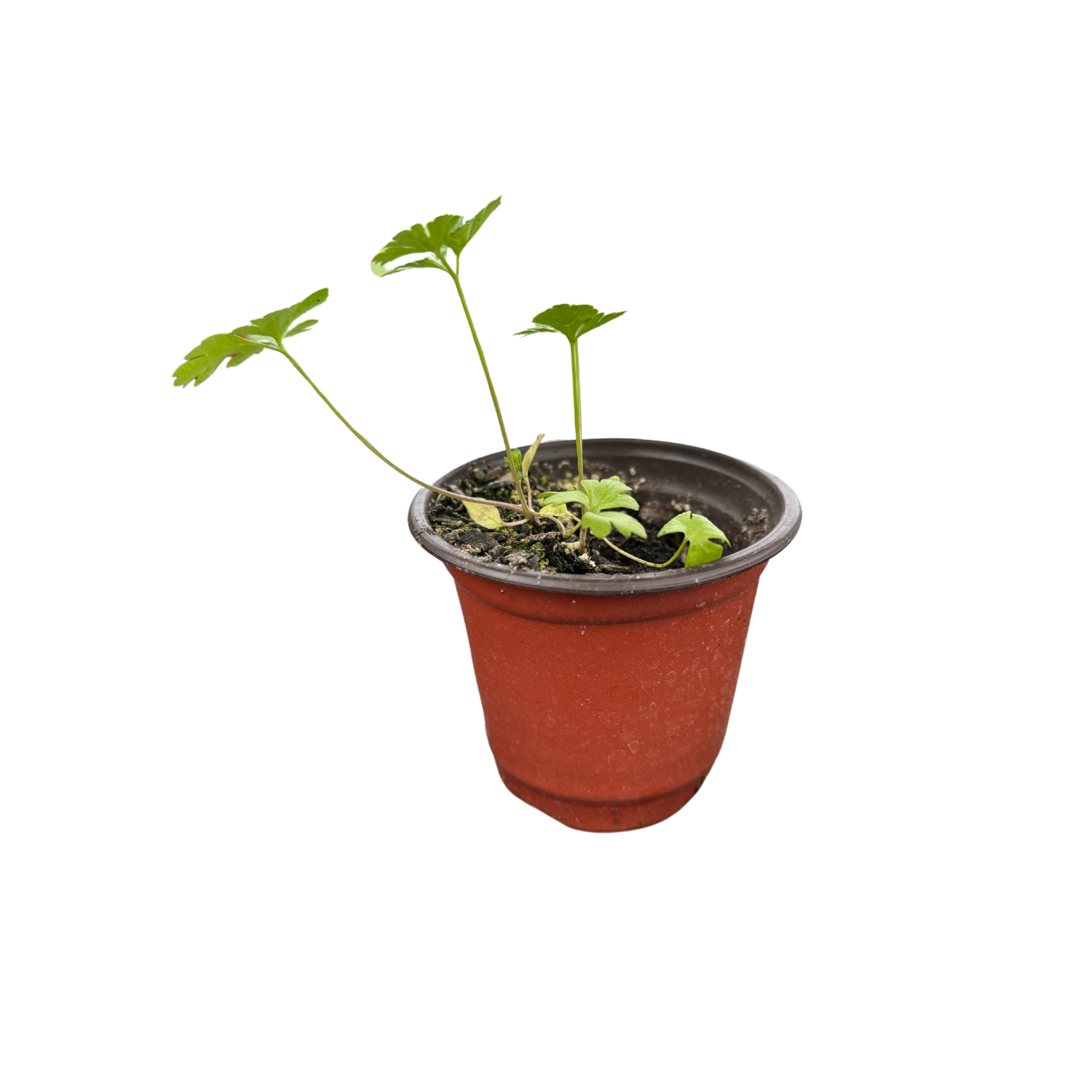 Parsley.png