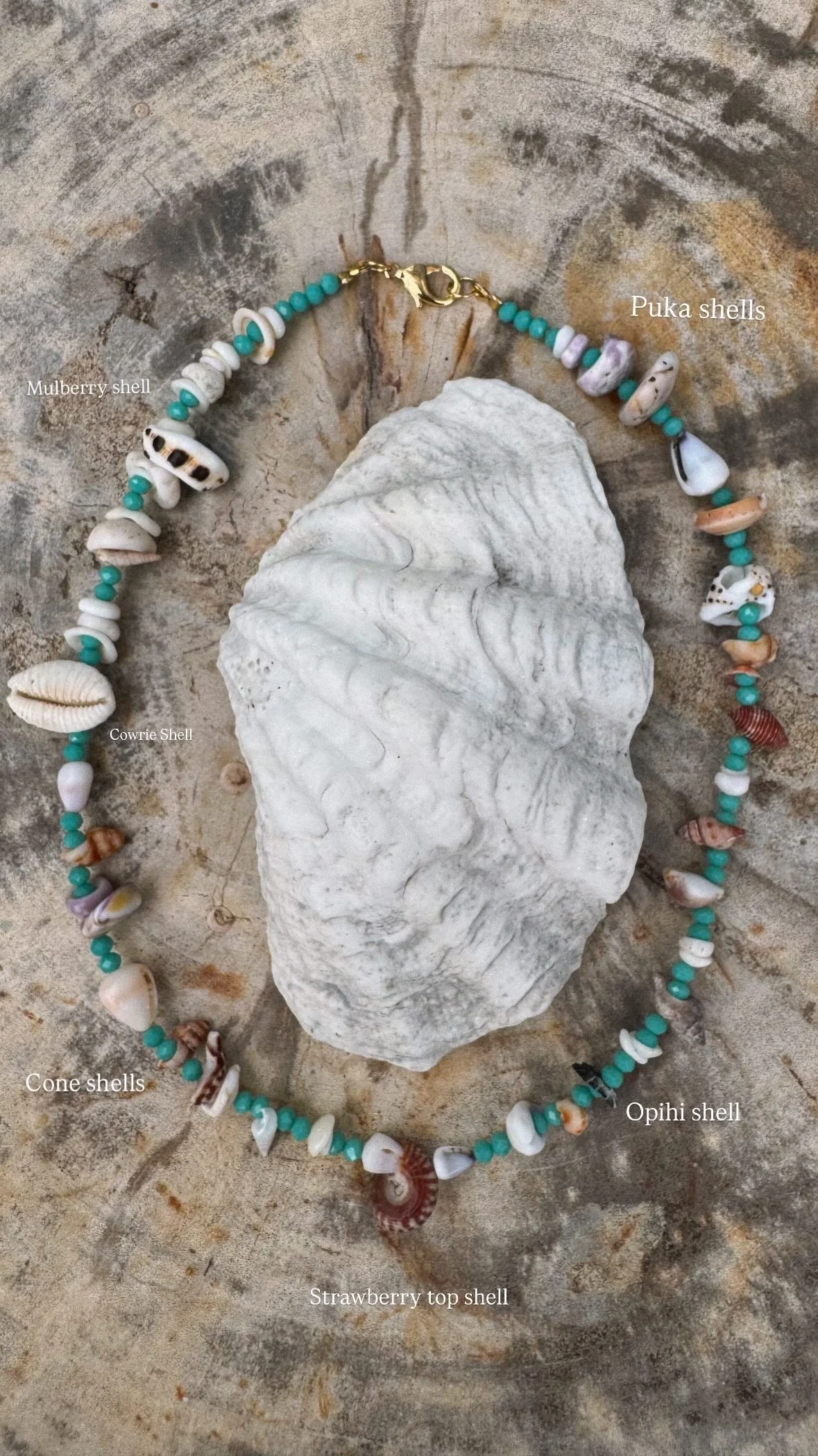 A collection of Maui Shells