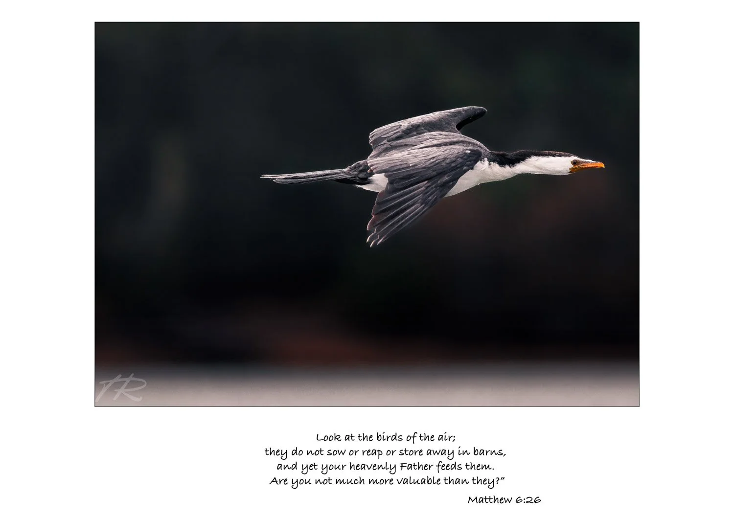 Birds Of The Air